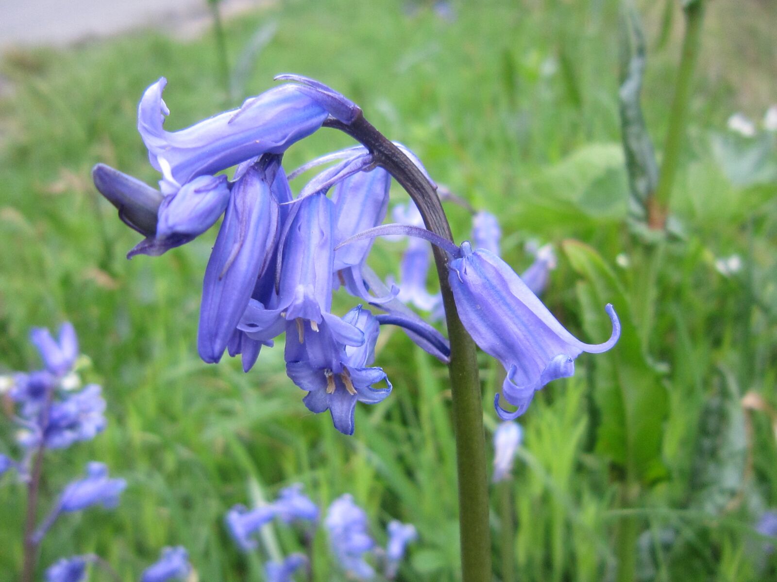Canon PowerShot SD980 IS (Digital IXUS 200 IS / IXY Digital 930 IS) sample photo. Bluebell, spring, flower photography