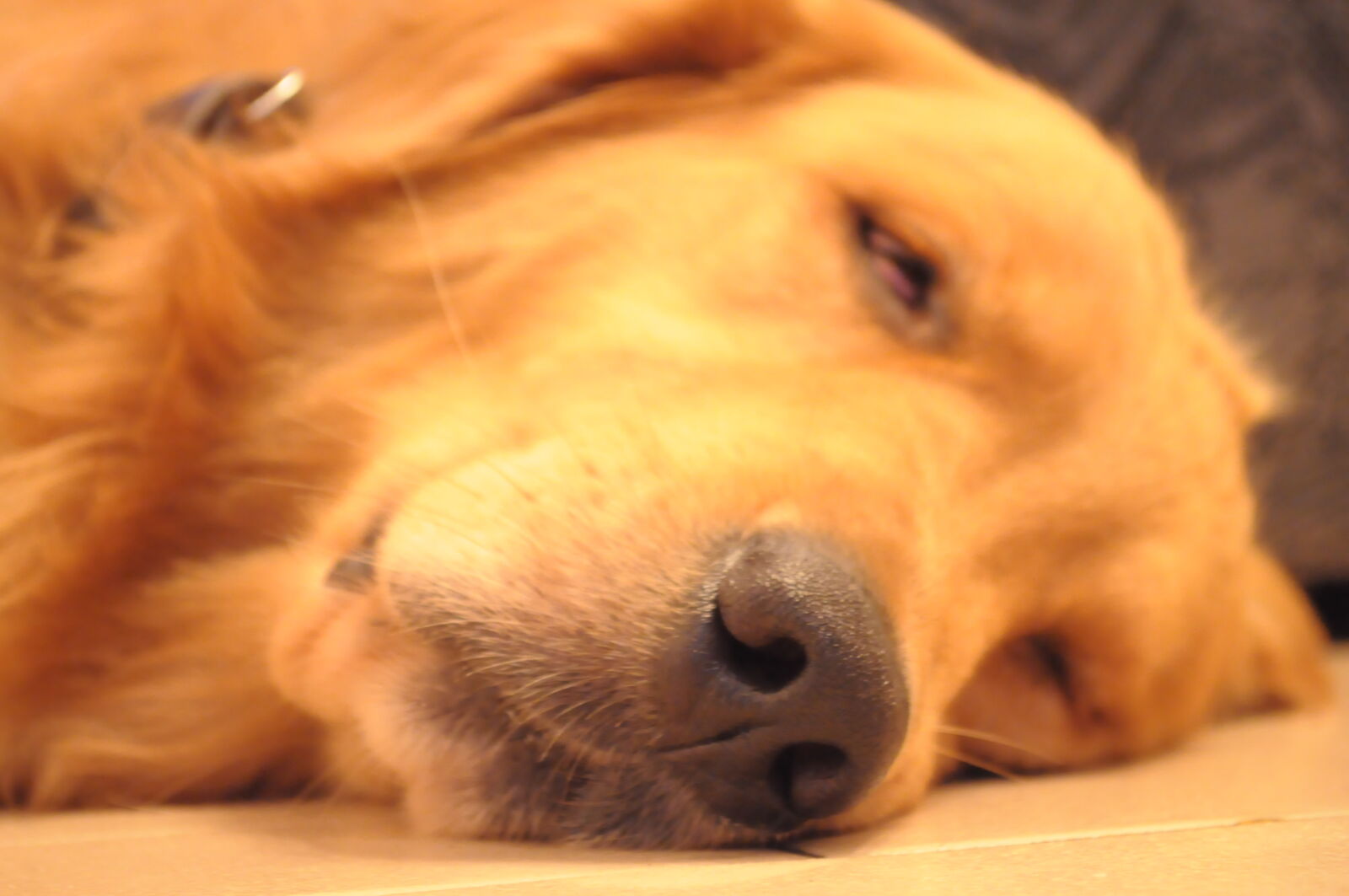 Nikon D5000 sample photo. Close, up, of, dog photography