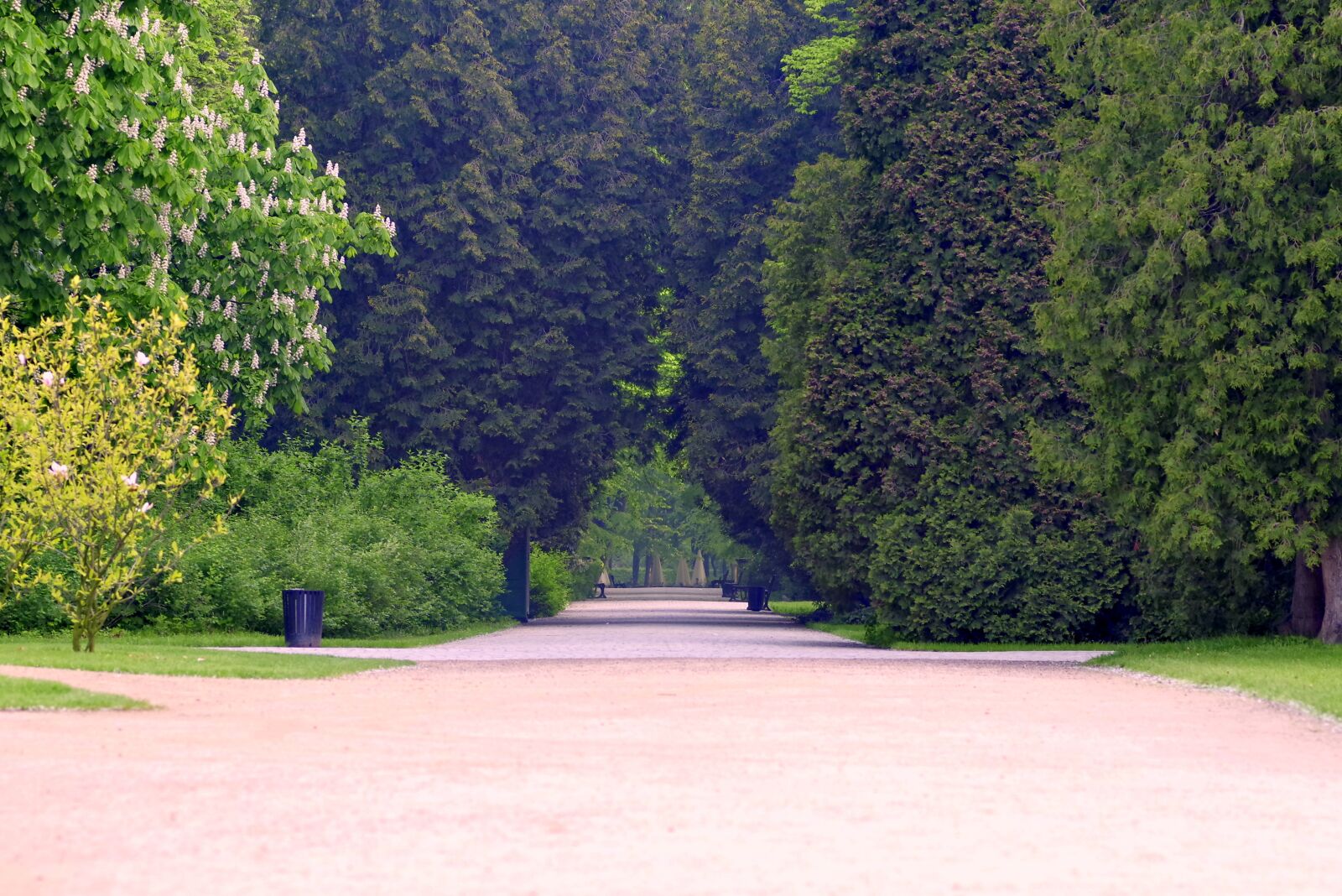 Pentax K-S2 sample photo. Alley, park, tree photography