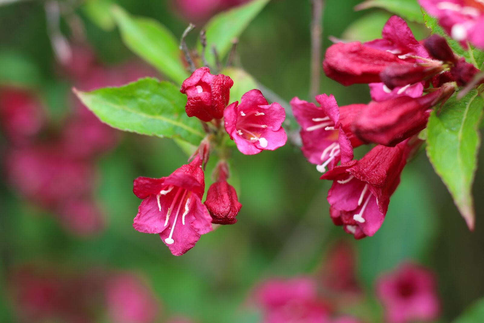 Canon EOS 700D (EOS Rebel T5i / EOS Kiss X7i) sample photo. Weigela, bush, blossom photography