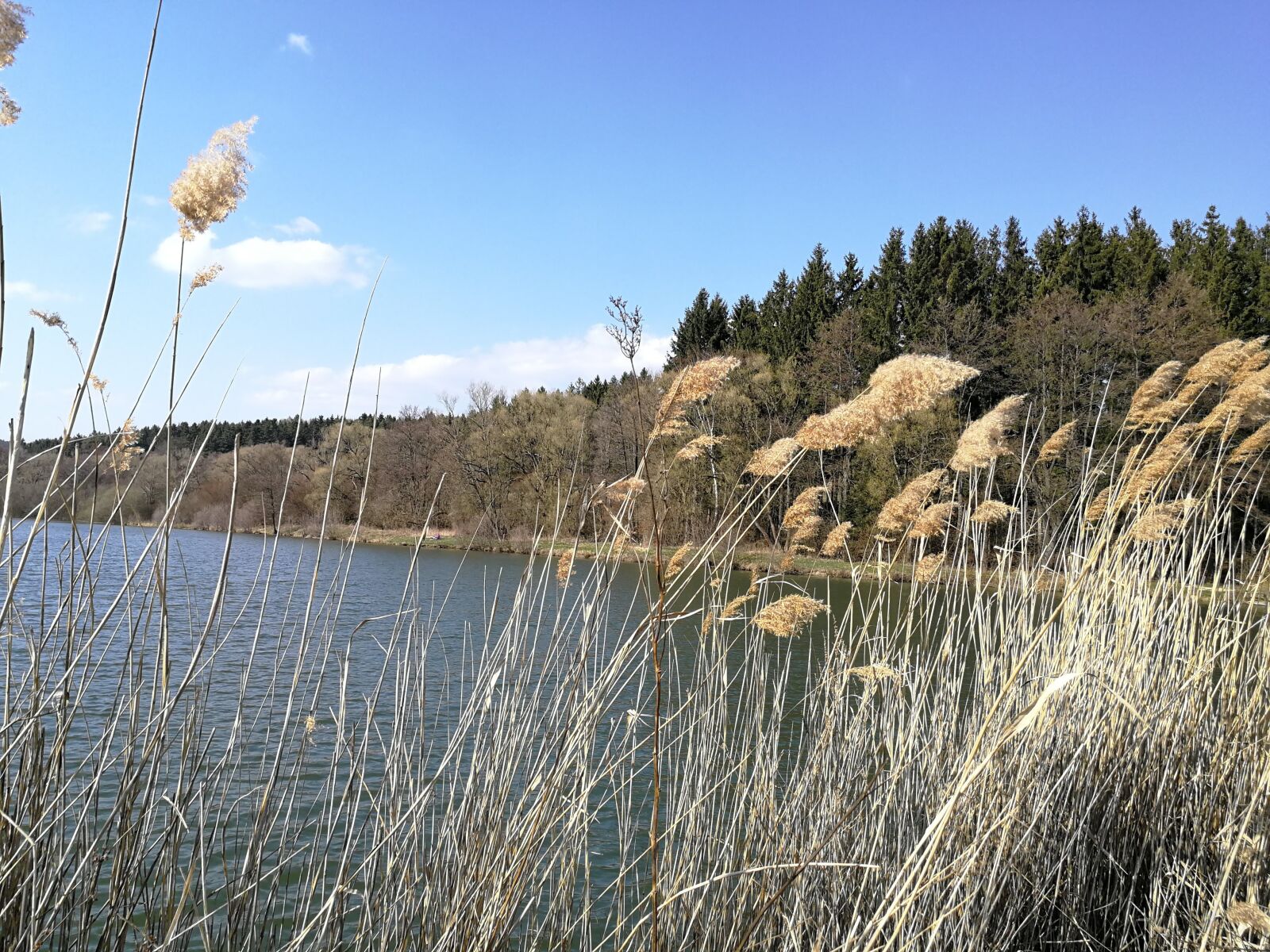 HUAWEI P10 sample photo. Pond, cattail, reed photography