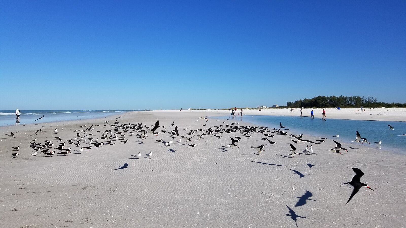 Samsung Galaxy S8 sample photo. Seagull, beach, bird photography