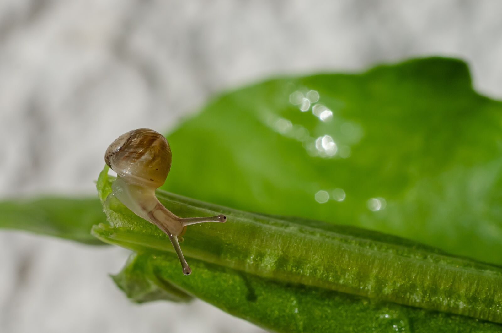 Nikon D7000 sample photo. Snail, gastropod, petit photography