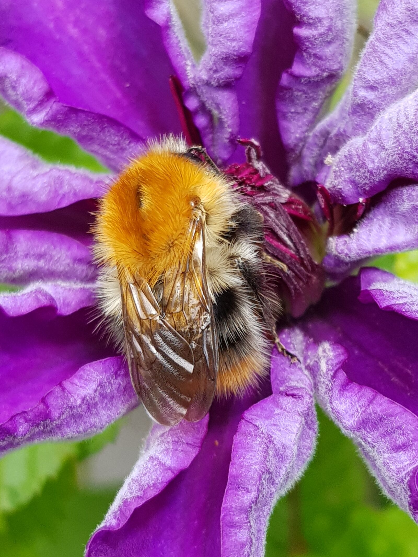 Samsung Galaxy S8 sample photo. Busy bee, flower, collect photography
