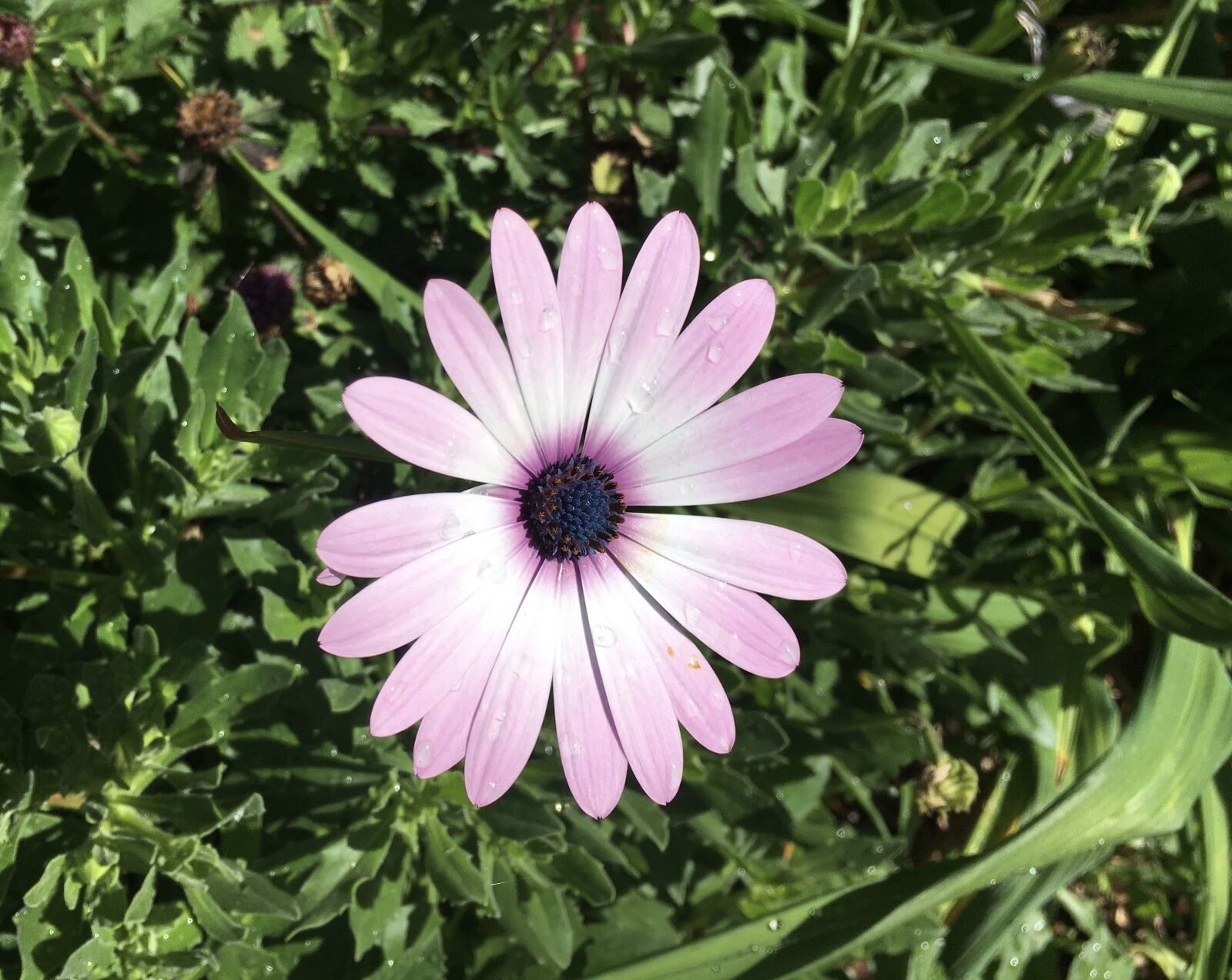 Apple iPhone 6s sample photo. Standing, out photography