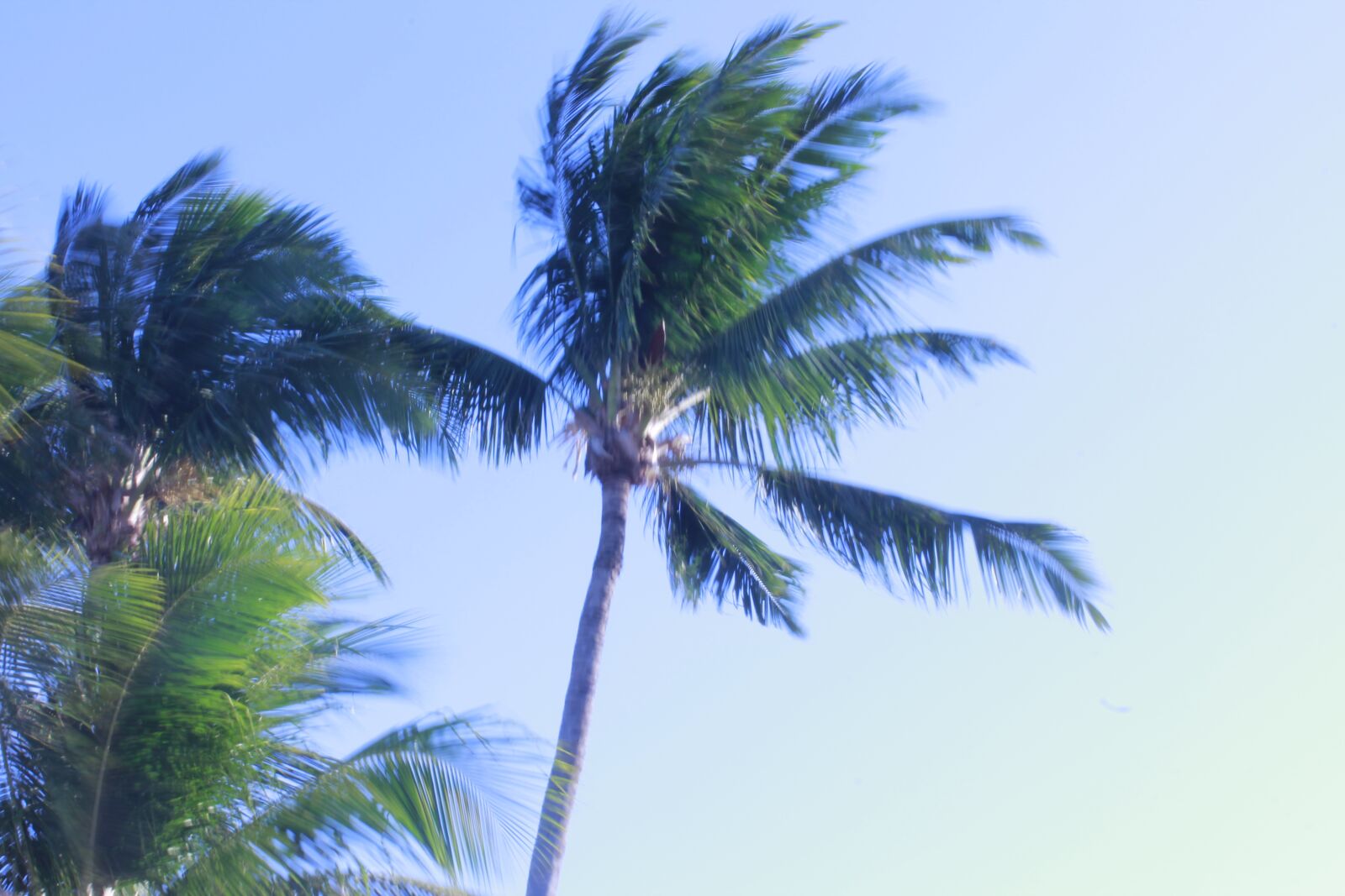 Canon EOS 1100D (EOS Rebel T3 / EOS Kiss X50) sample photo. Palmeira, litoral, palm tree photography