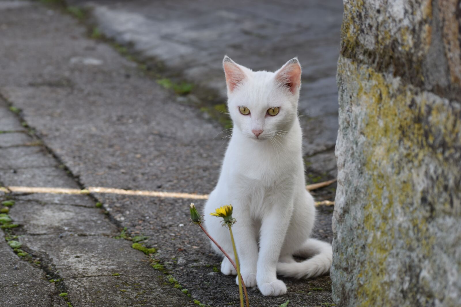 Nikon D3300 sample photo. Cat, eyes, flower photography
