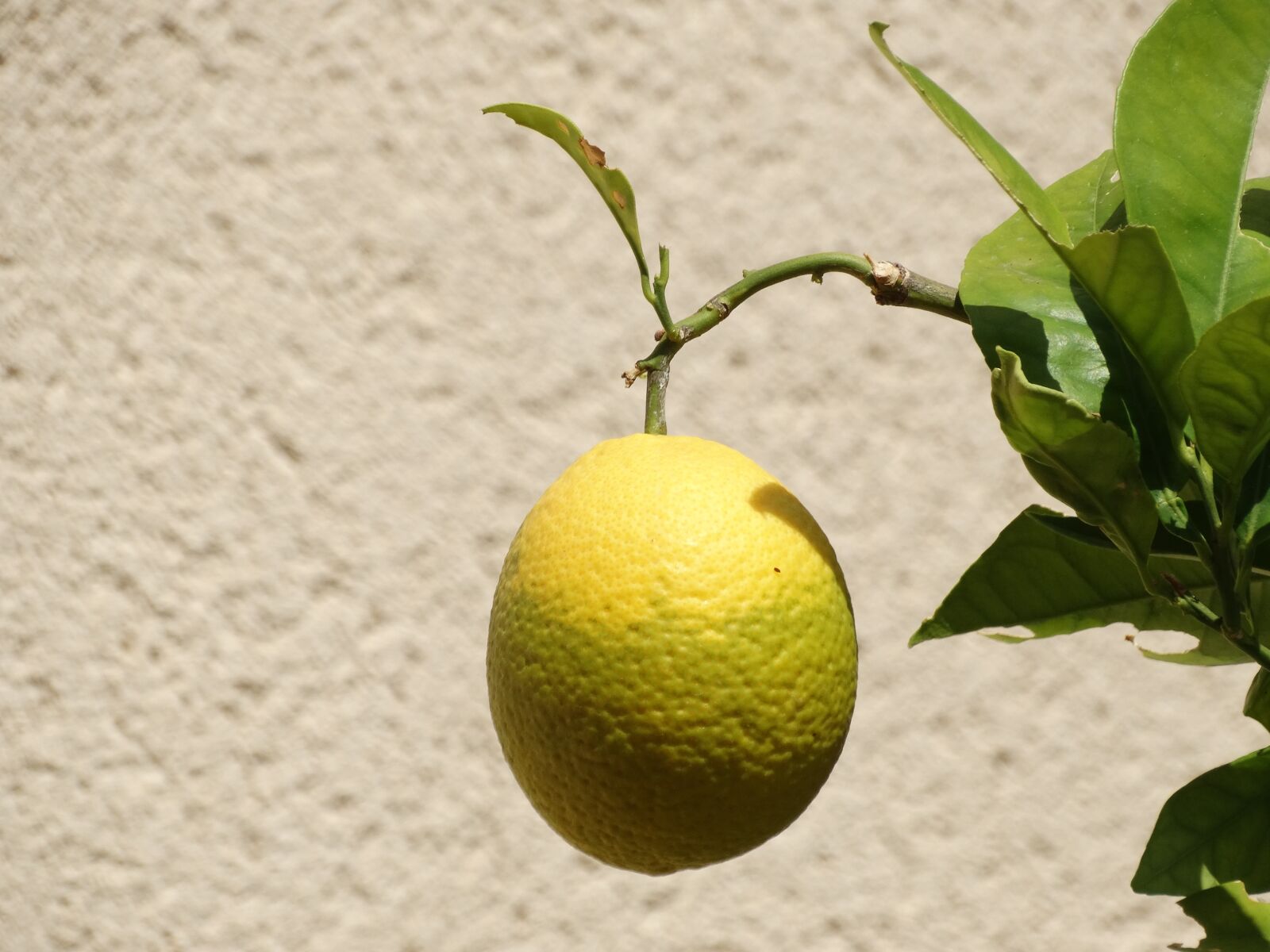 Sony Cyber-shot DSC-HX300 sample photo. Citrus fruit, orange, unripe photography