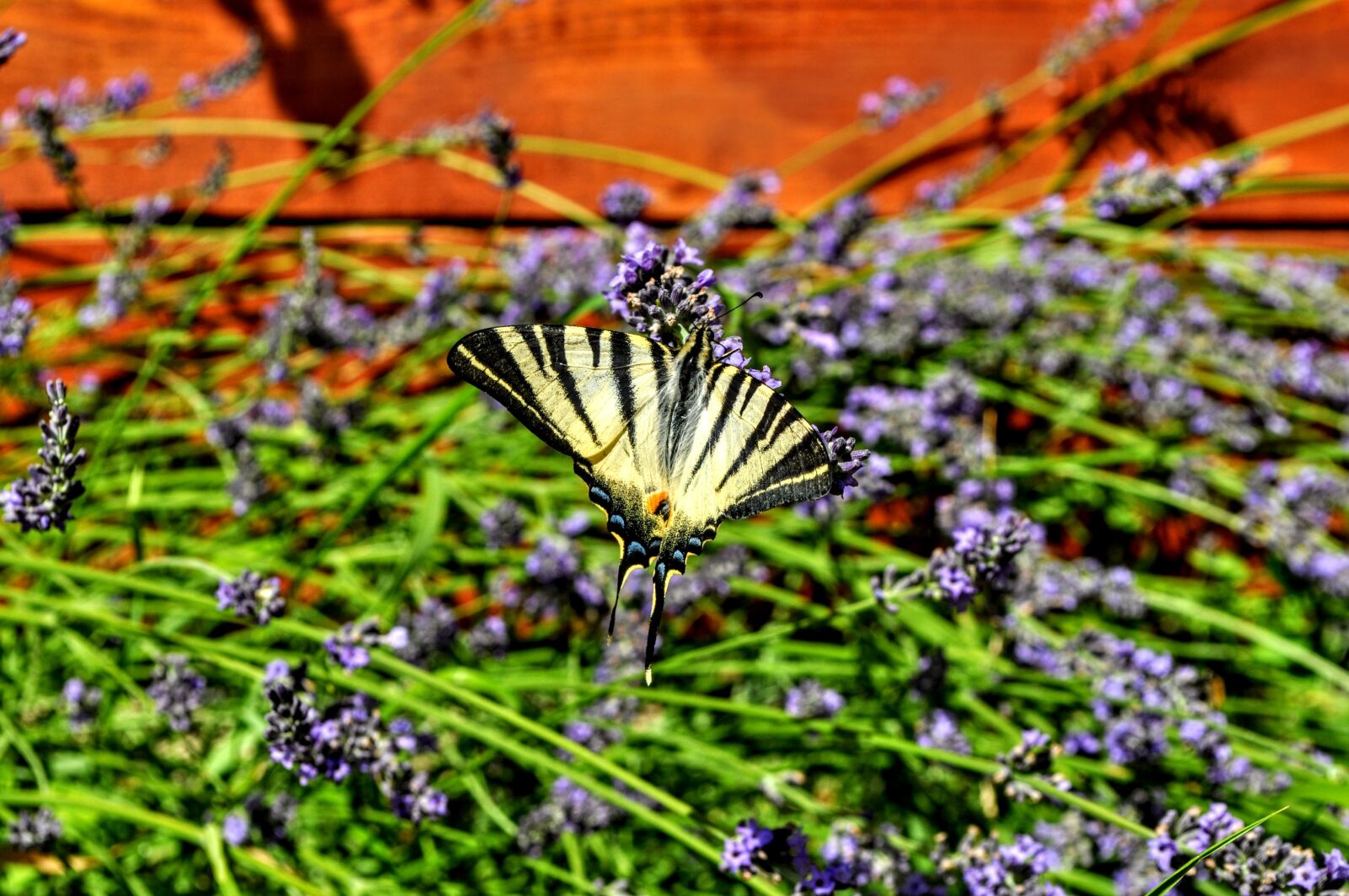 Nikon D5000 sample photo. Lavender, butterfly, nature photography