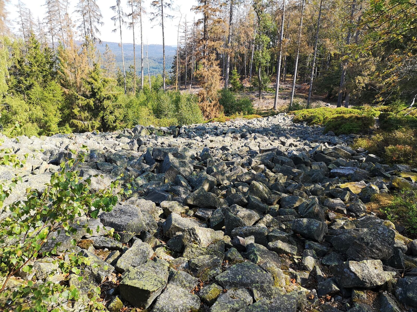 HUAWEI CLT-L29 sample photo. Stone, green, wood photography