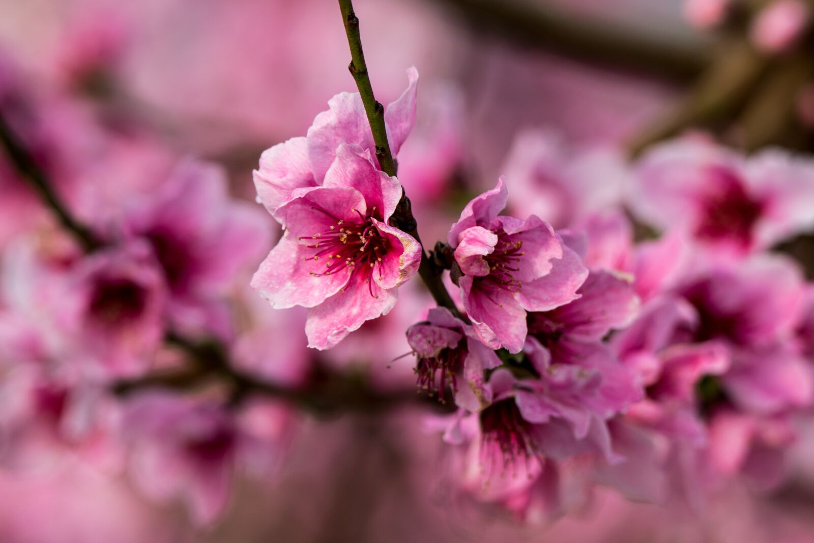 Nikon D5300 sample photo. Flower, plant, branch photography