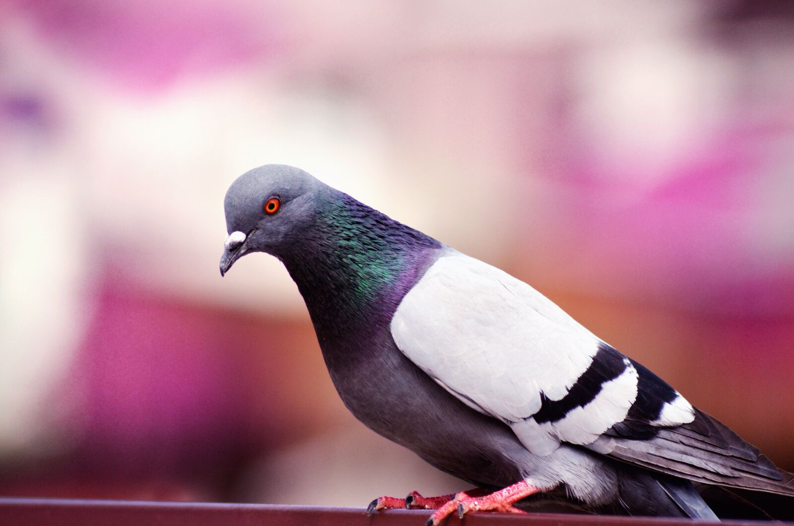 Nikon D5100 sample photo. Pigeon, blur, nature photography