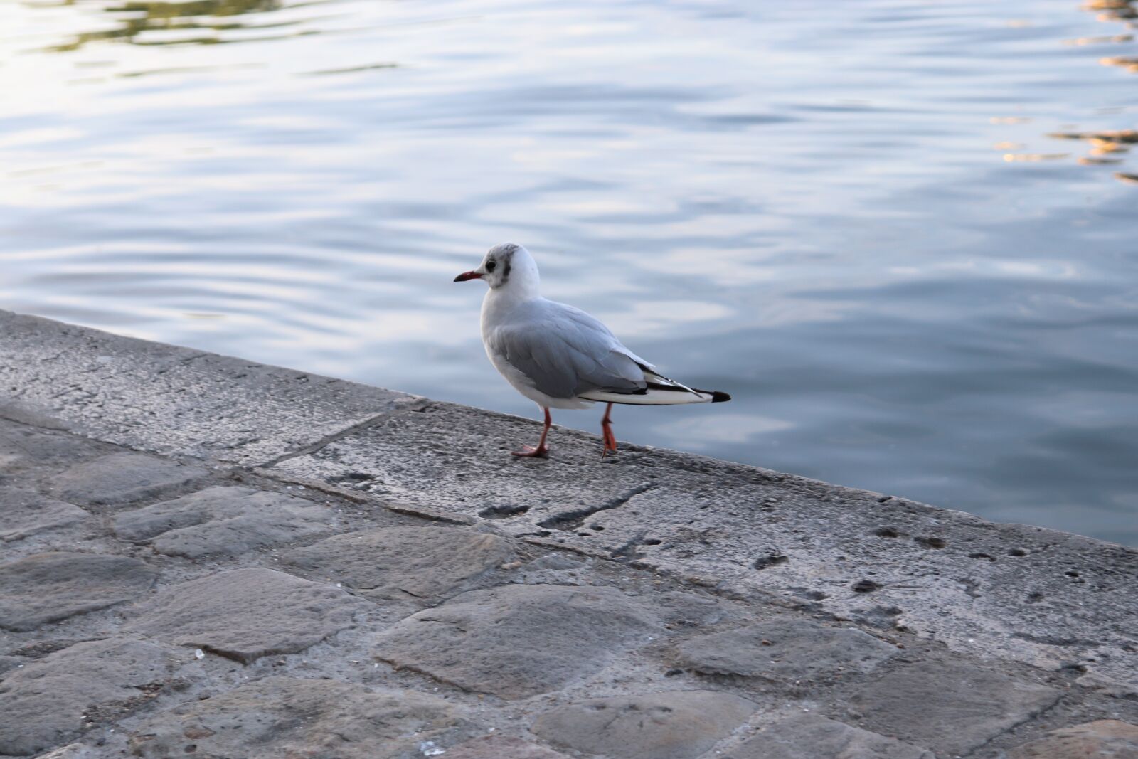 Canon EOS 800D (EOS Rebel T7i / EOS Kiss X9i) sample photo. Seagull, solitaire, birds photography