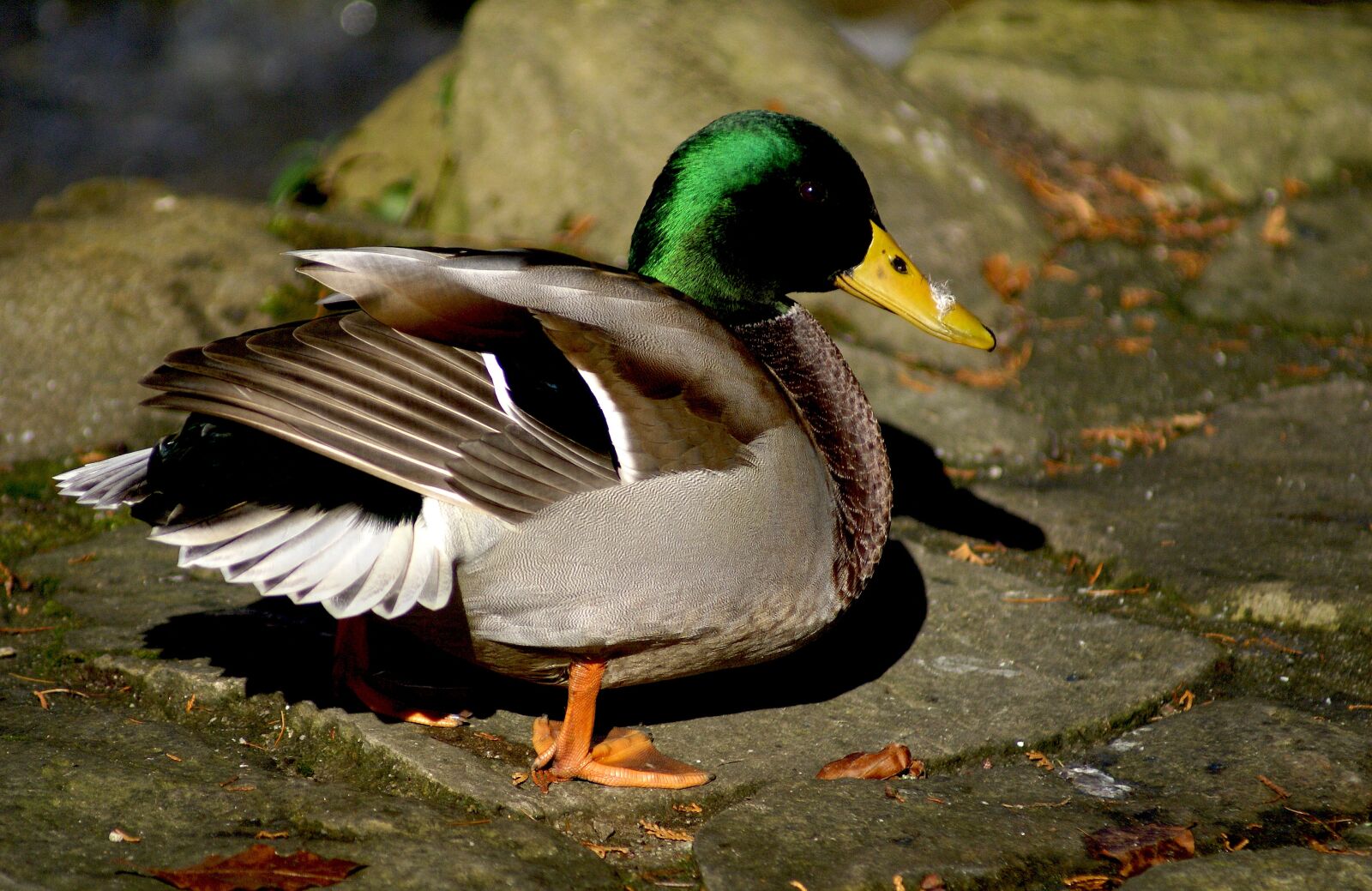 Sony Alpha DSLR-A100 sample photo. Duck, crossword, wild ducks photography