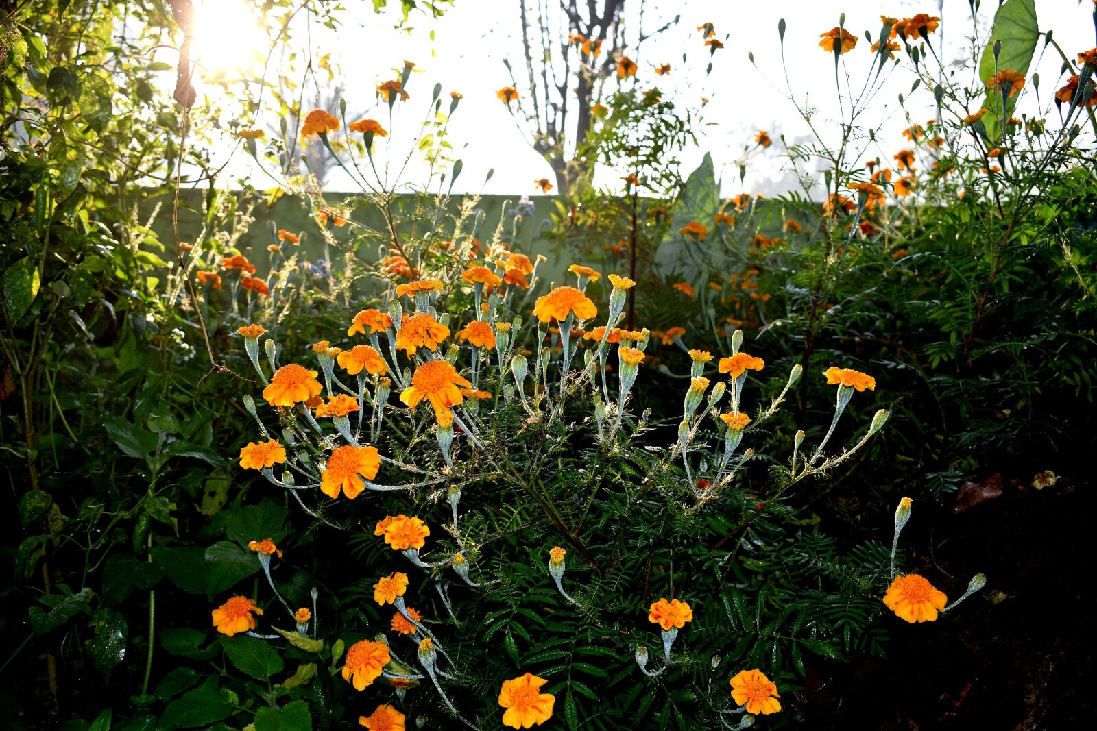 Nikon D3300 sample photo. Marigold, flowers, nature photography