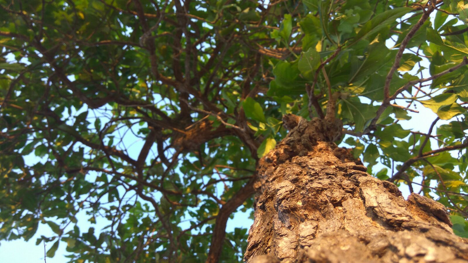 Xiaomi Redmi Note3 sample photo. Tree, nature, leaf photography