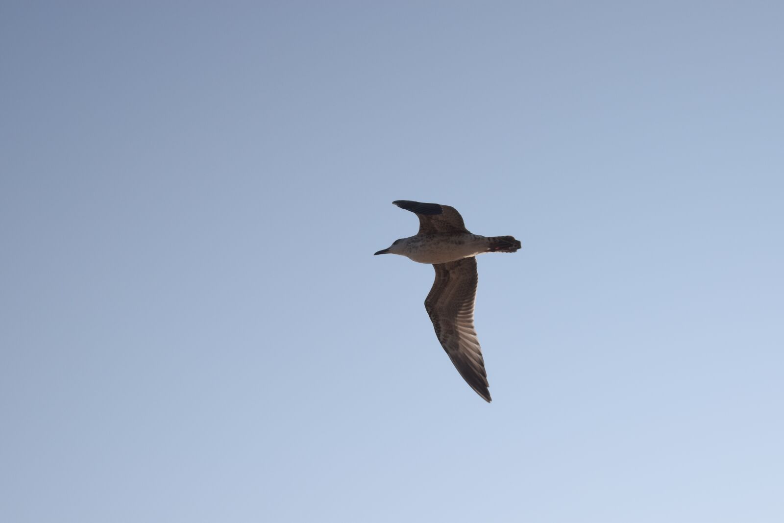 Nikon D3300 sample photo. Sky, bird, flight photography