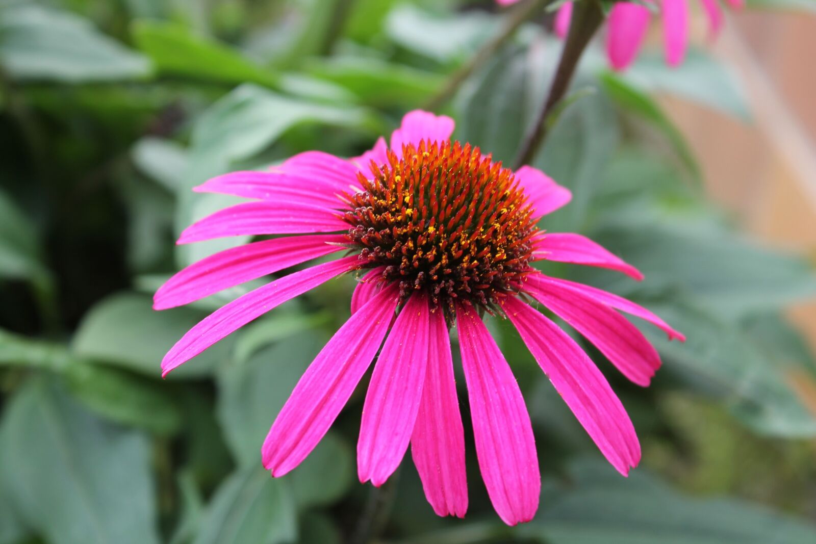 Canon EOS 1100D (EOS Rebel T3 / EOS Kiss X50) sample photo. Echinacea, coneflower, flower photography
