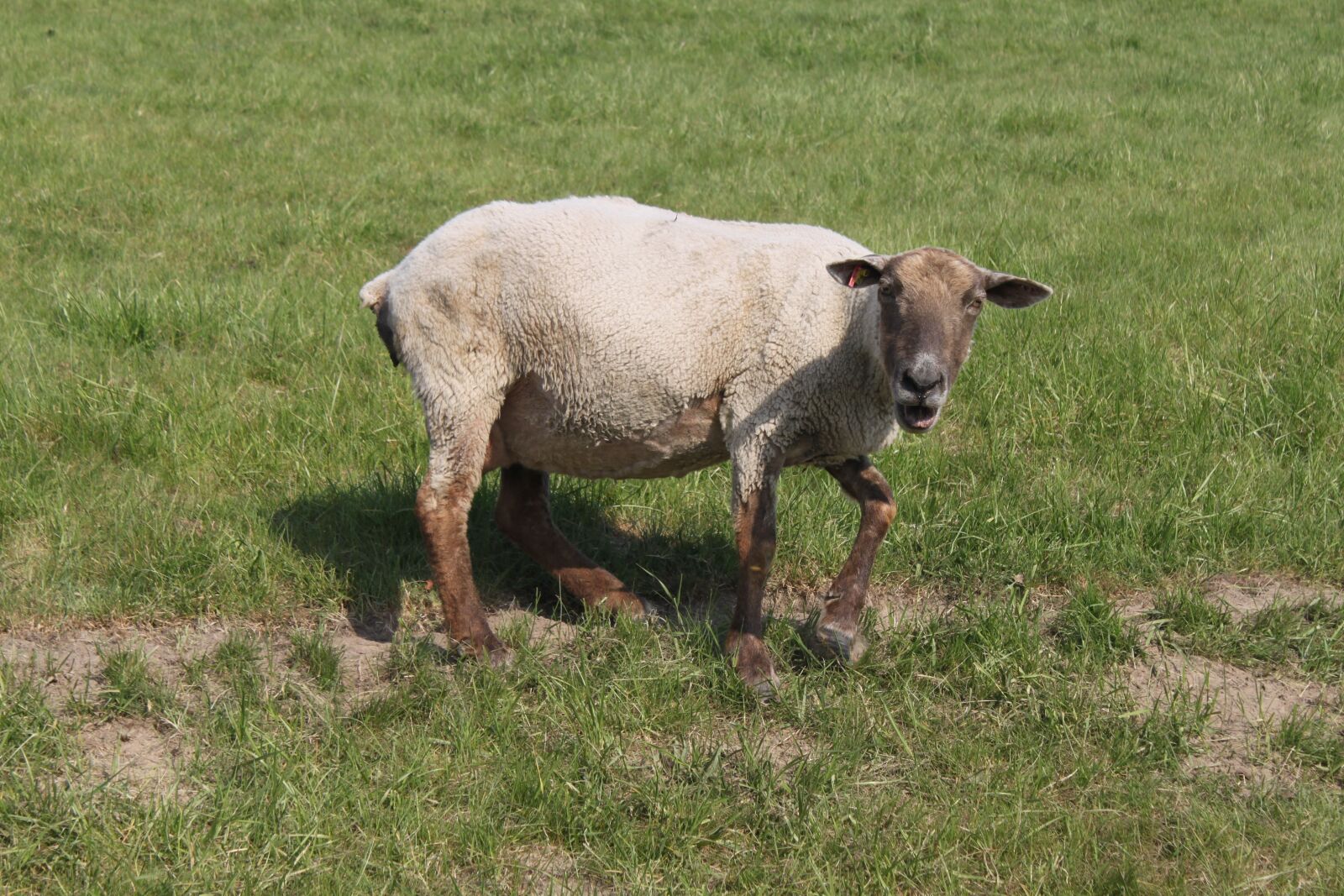 Canon EOS 500D (EOS Rebel T1i / EOS Kiss X3) sample photo. Sheep, pasture, agriculture photography