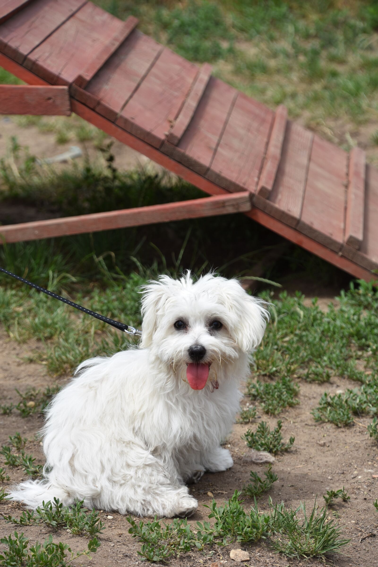 Nikon D7200 sample photo. Dog, puppy, pet photography