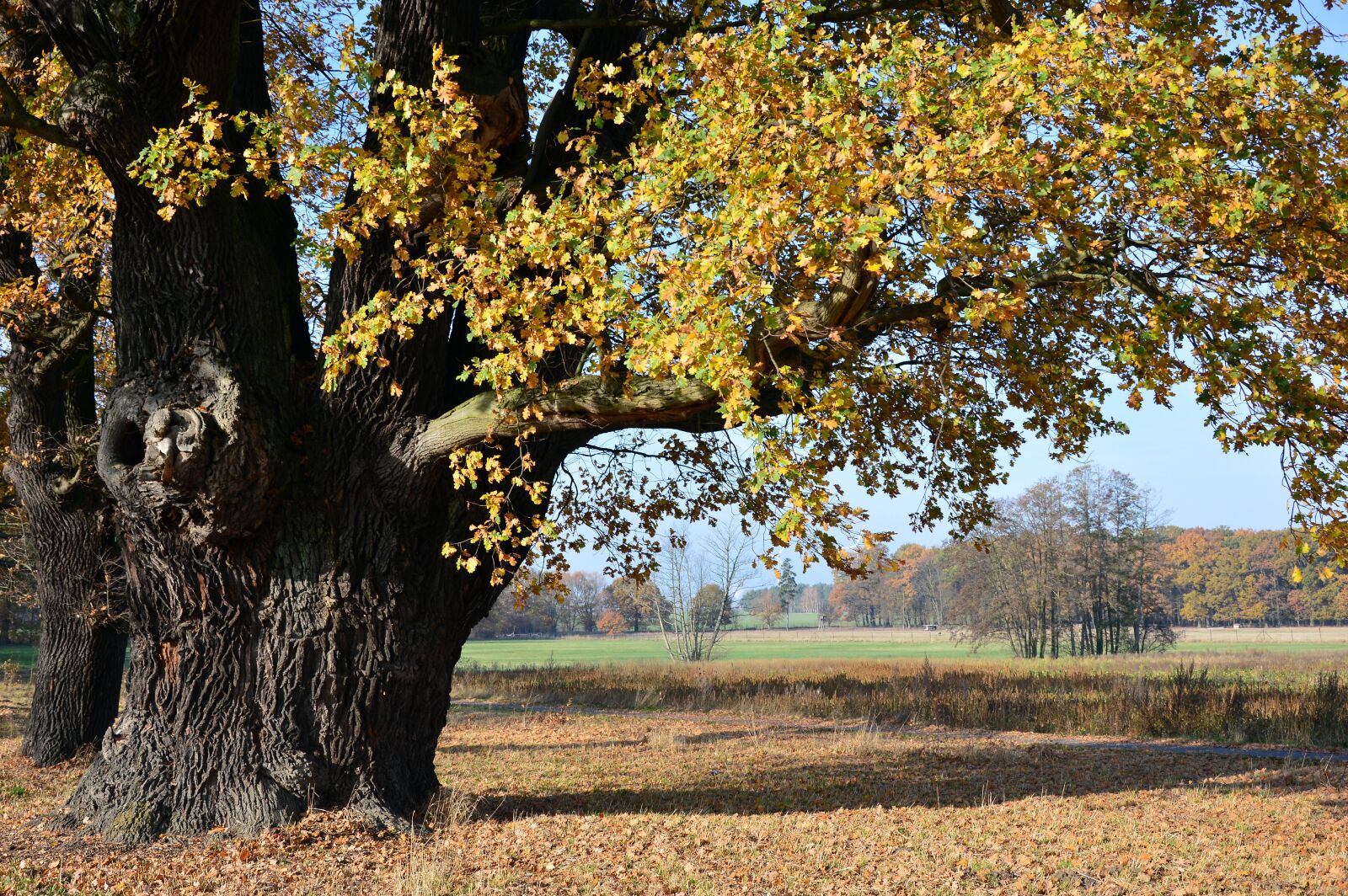 Nikon D3200 sample photo. Oak, deciduous tree, tree photography