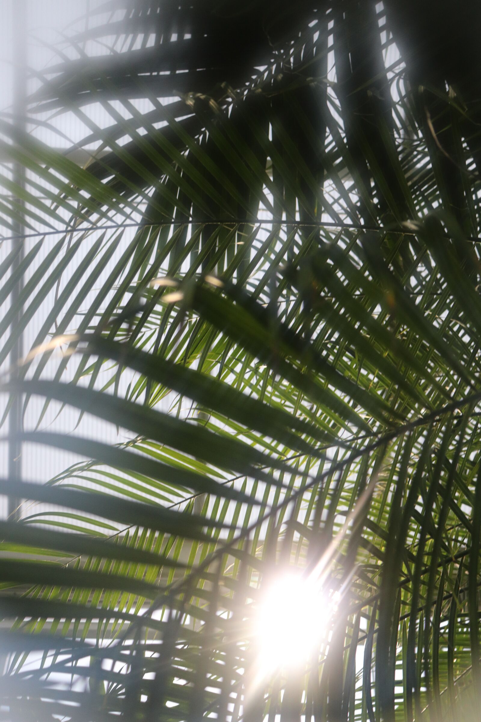 Canon EOS 77D (EOS 9000D / EOS 770D) sample photo. Palms, leaves, tropical photography