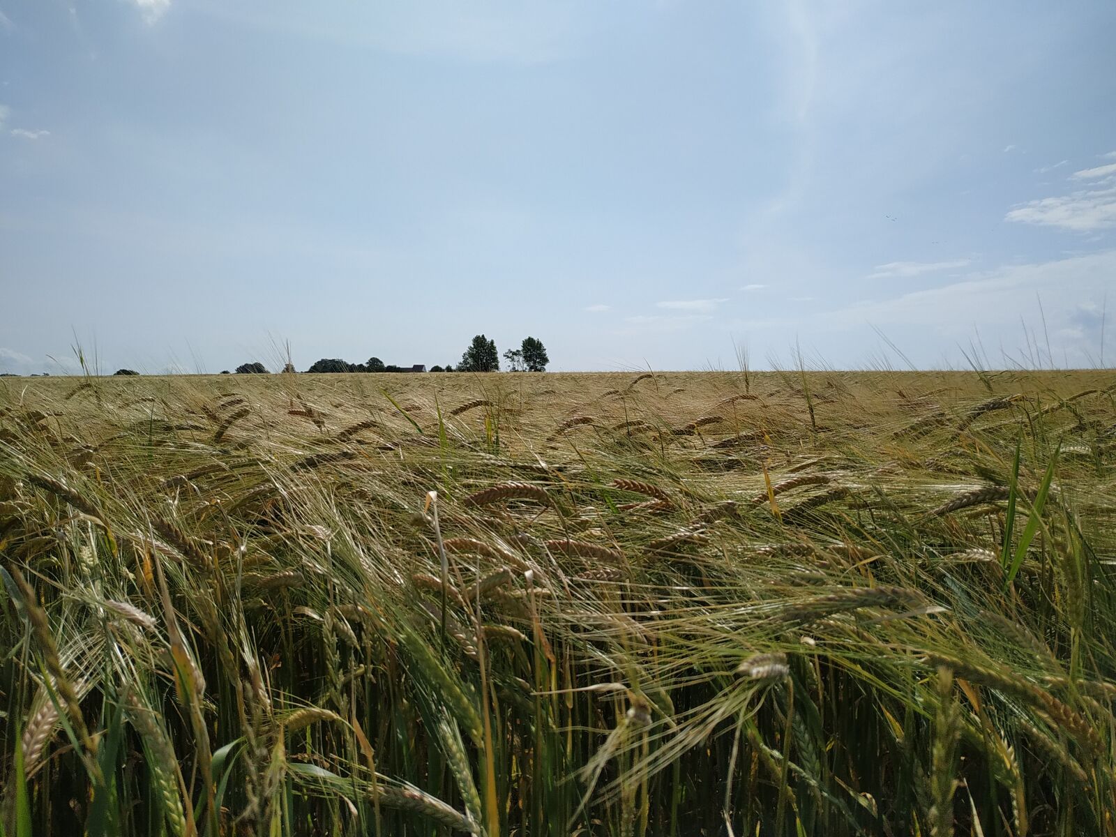 Xiaomi Redmi Note 6 Pro sample photo. Farm, wheat, agriculture photography