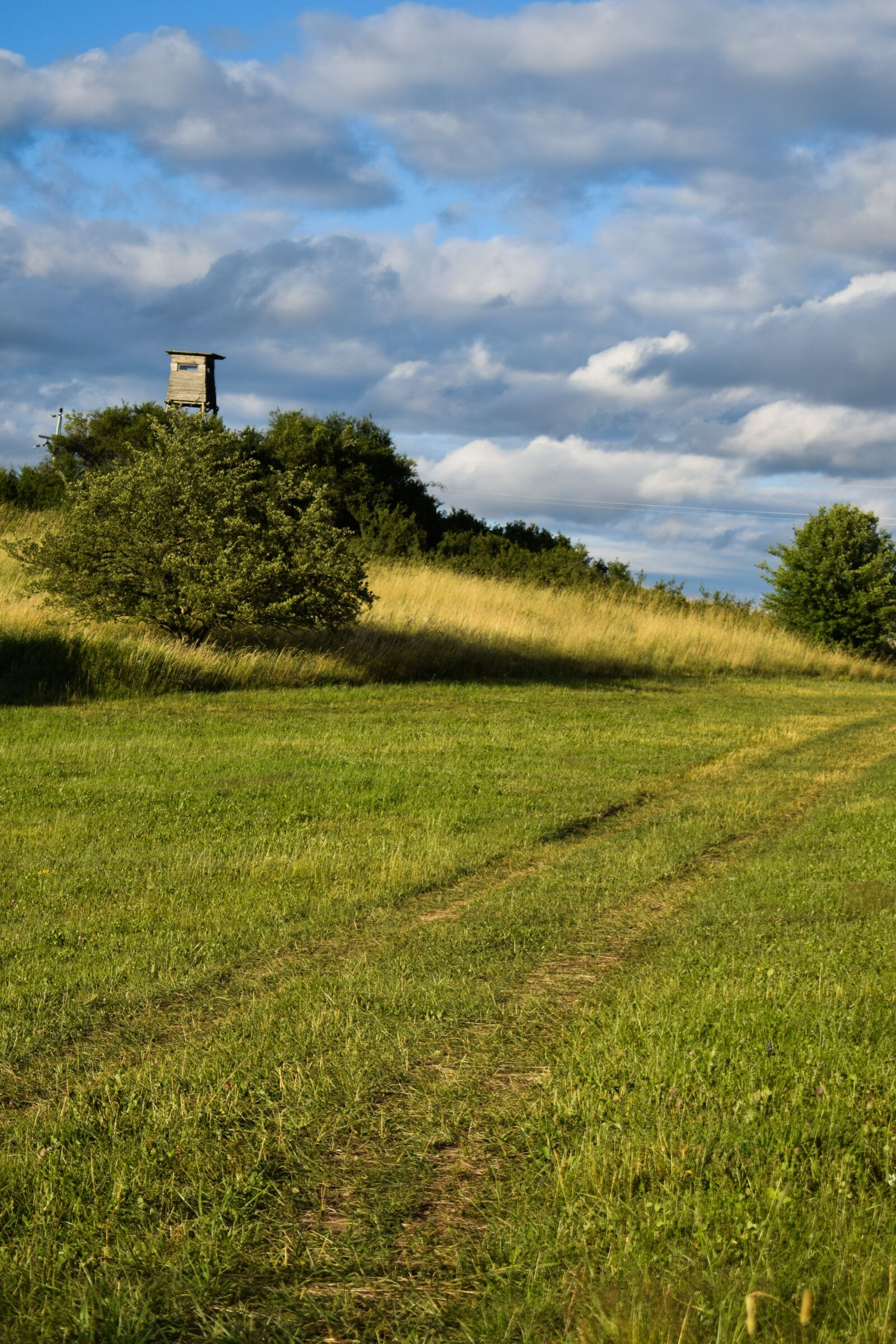 Nikon D5300 sample photo. Nature, way, gras photography