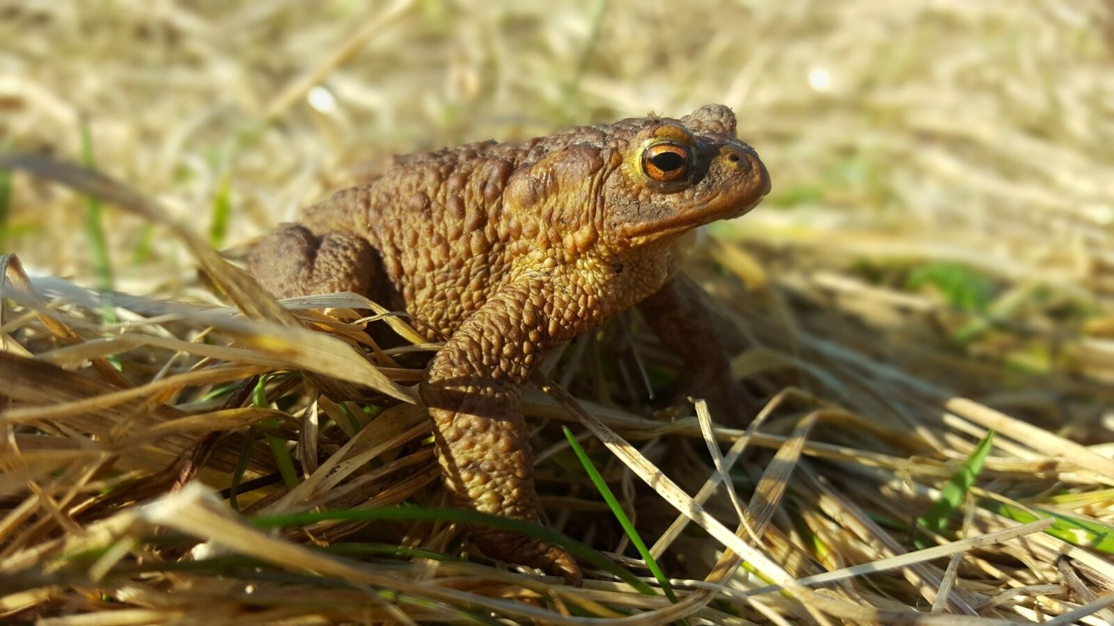 Samsung Galaxy S6 sample photo. Nature, animals, grass photography