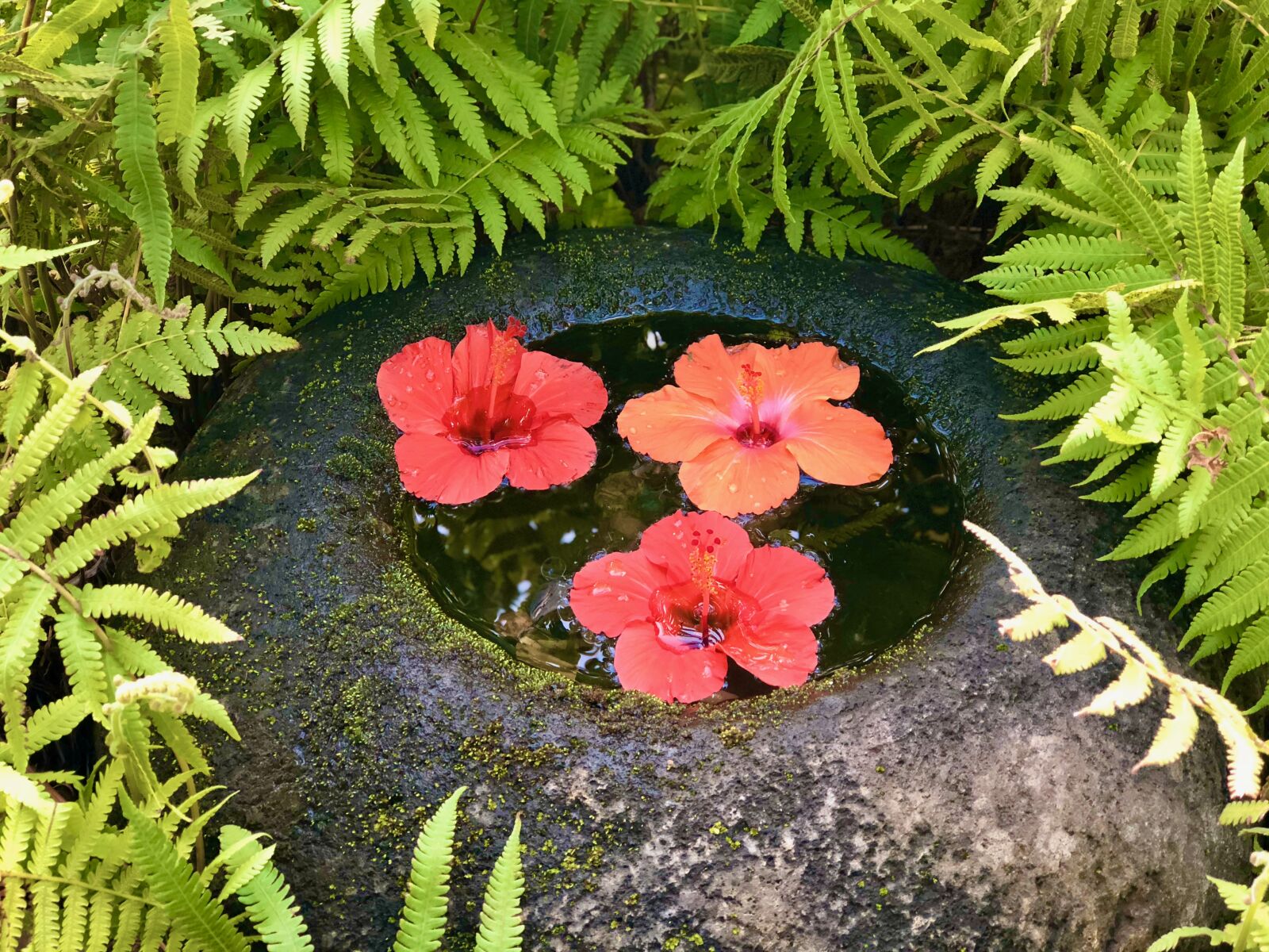iPhone 8 Plus back dual camera 6.6mm f/2.8 sample photo. Hibiscus, flower, hawaii photography