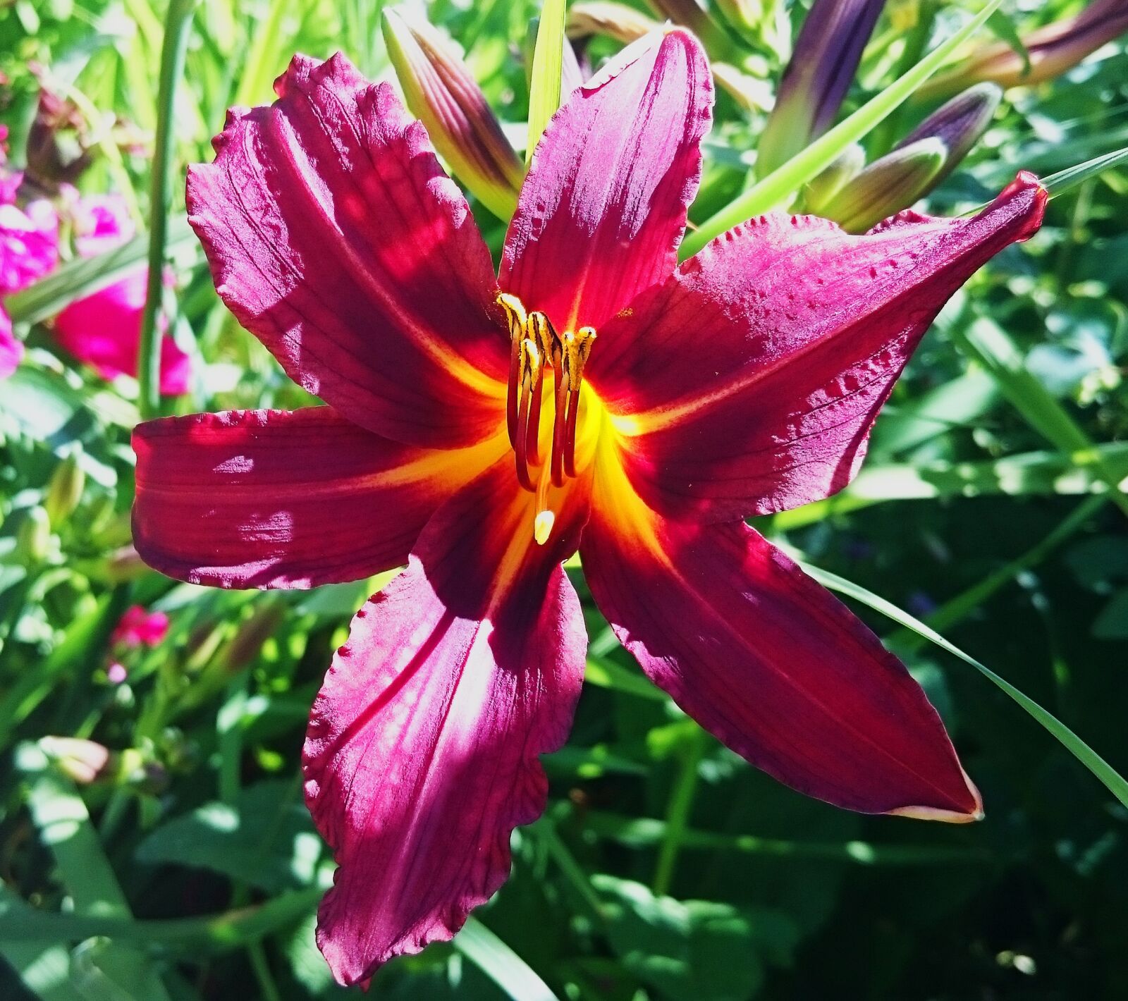 Sony Xperia Z3 sample photo. Lily, flower, flowers photography