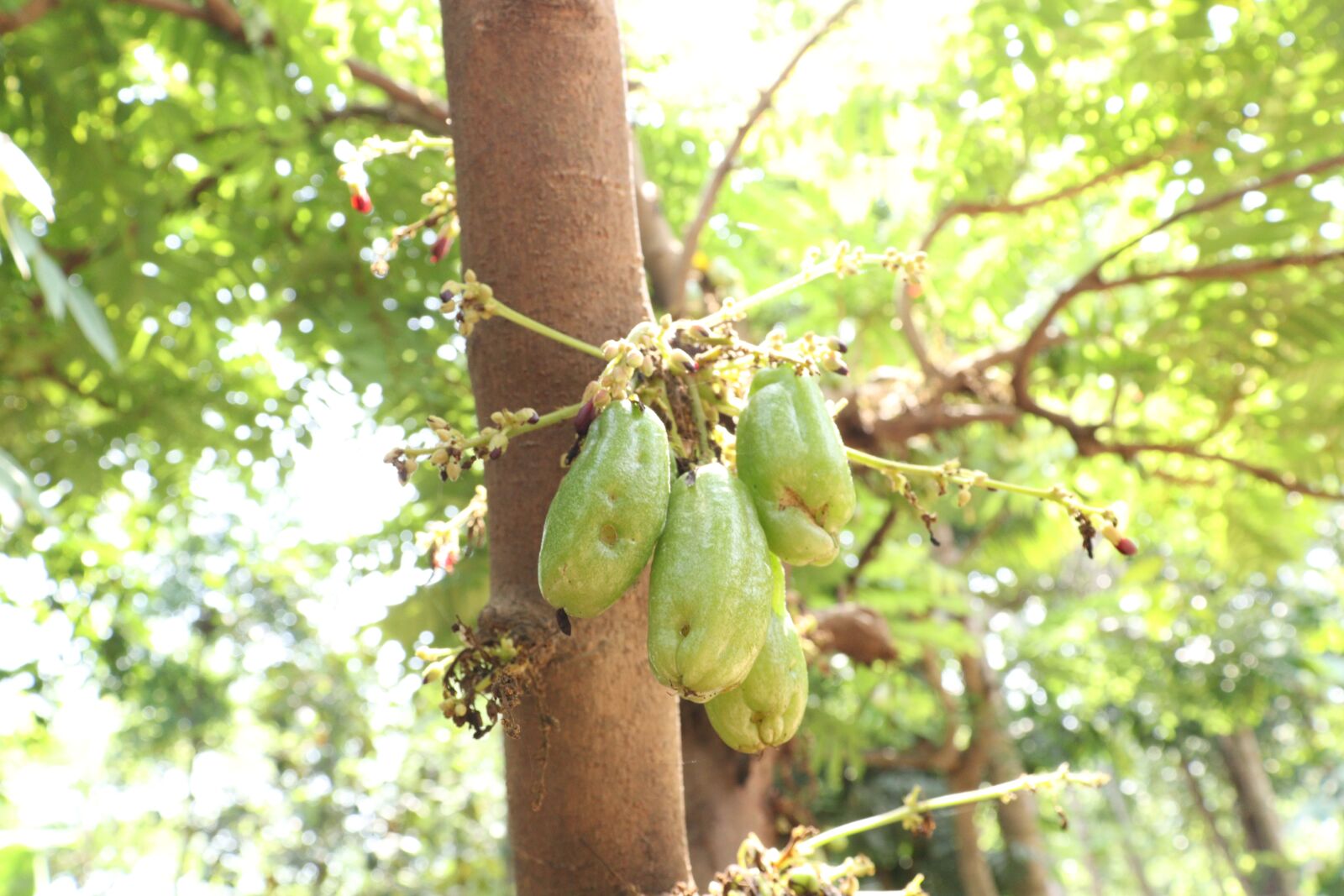 Canon EOS 250D (EOS Rebel SL3 / EOS Kiss X10 / EOS 200D II) sample photo. Kerala, bilimbi, tree photography