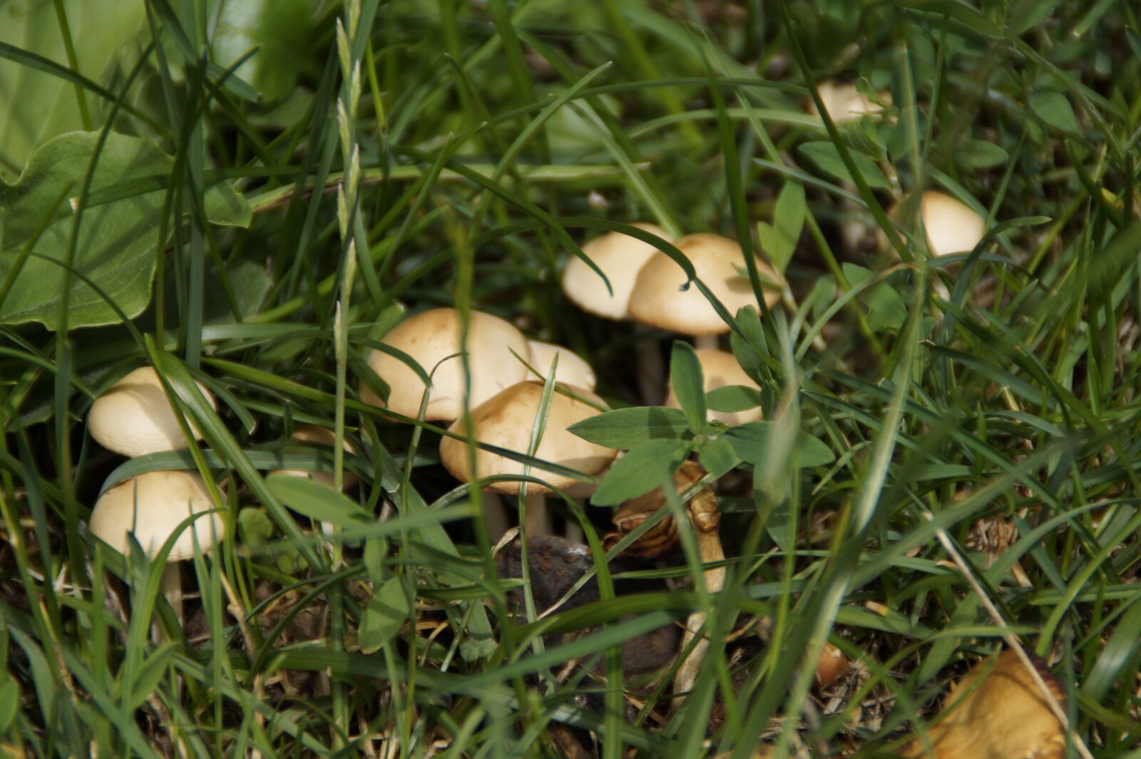 Sony SLT-A58 sample photo. Mushrooms, hidden, grass photography
