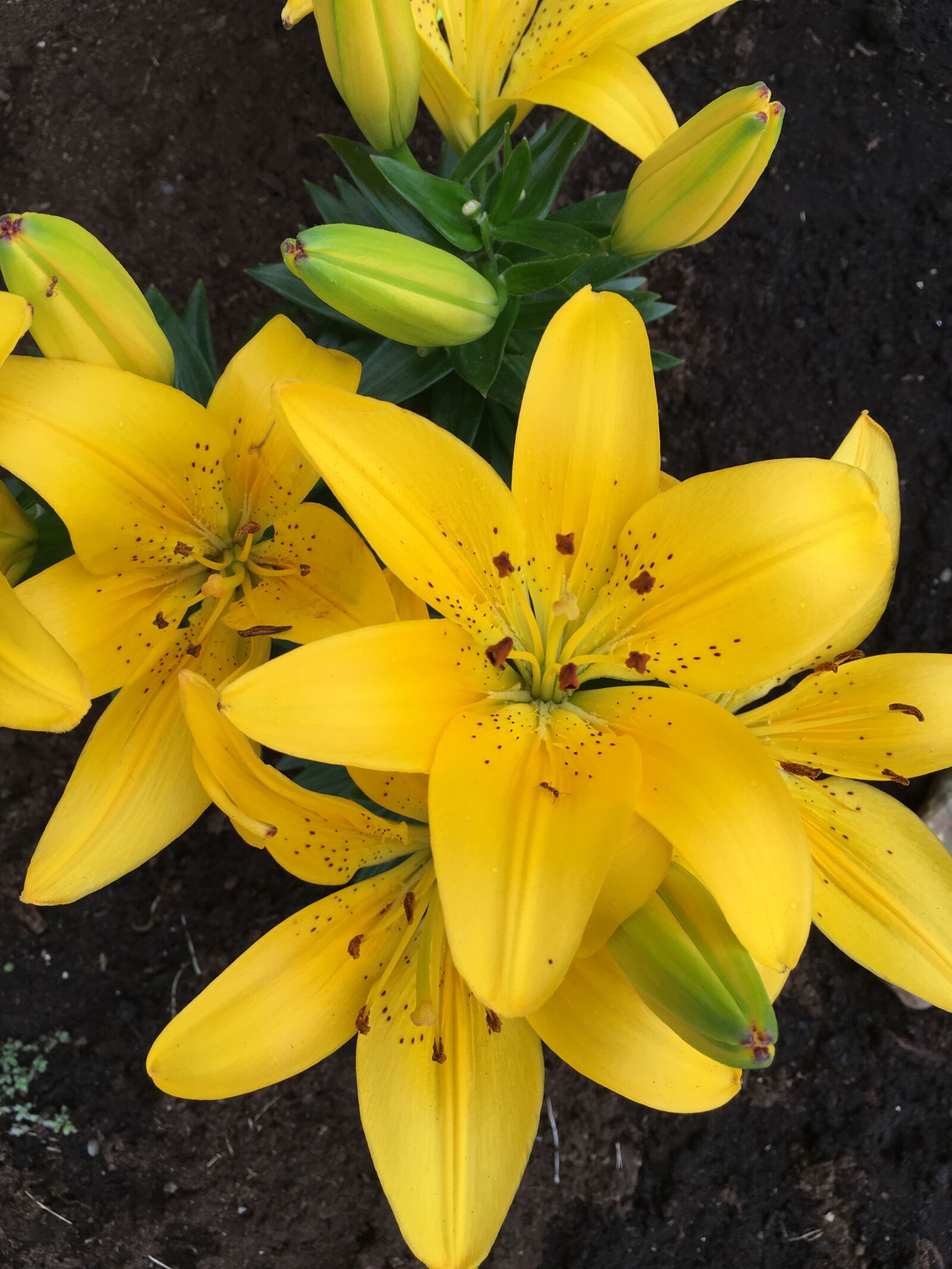Apple iPhone 6s sample photo. Bouquet, lys, yellow fluo photography