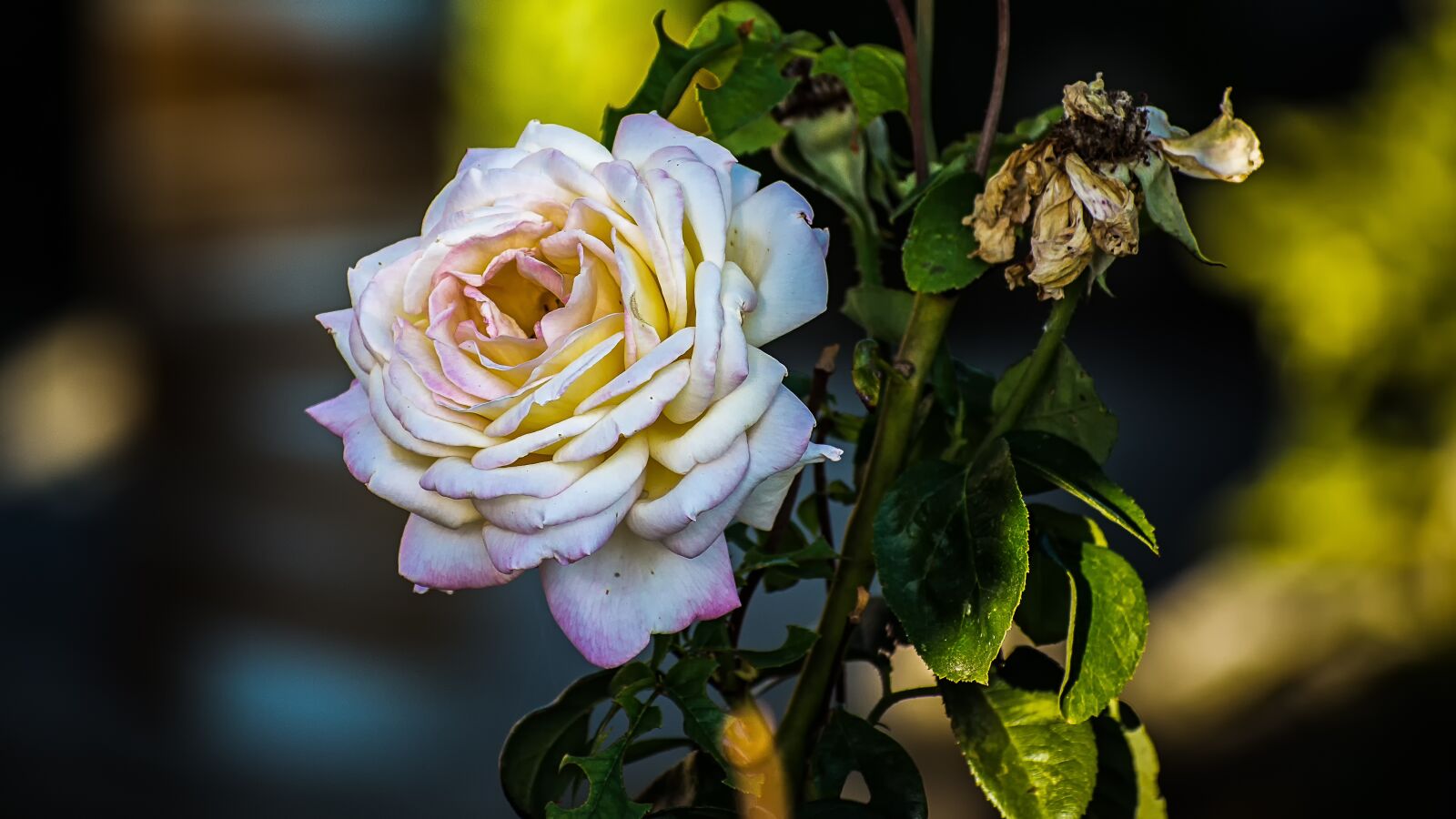 Nikon D7200 sample photo. Rosa, flower, plant photography