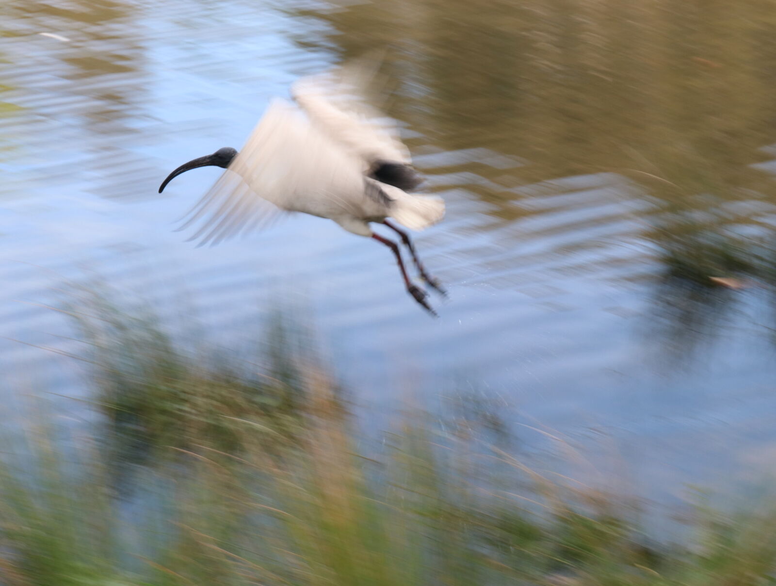 Canon EOS 80D sample photo. Australia, bird, flying, ibis photography