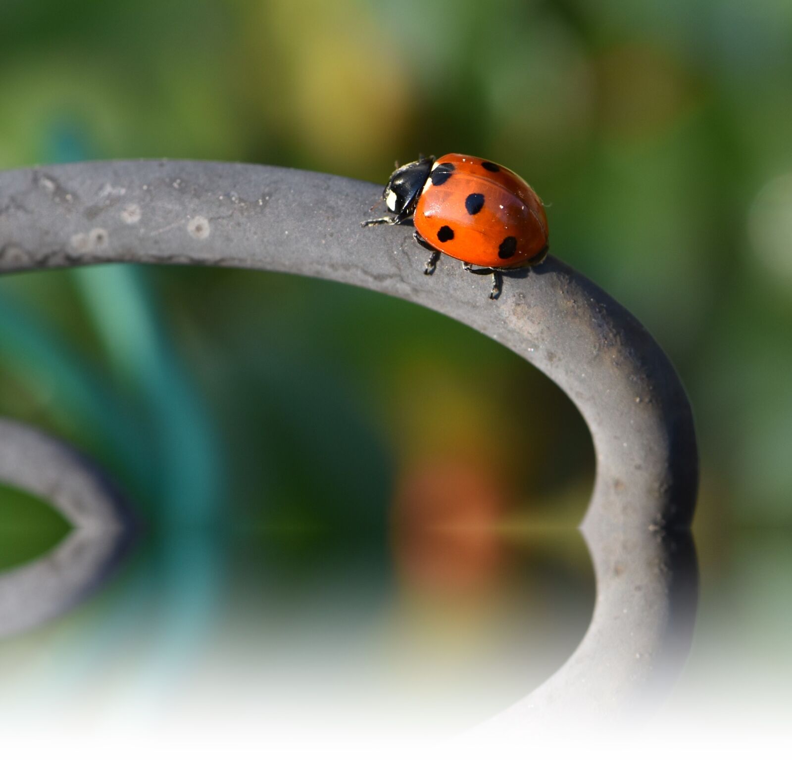 Nikon D5600 sample photo. Beetle, ladybug, insect photography