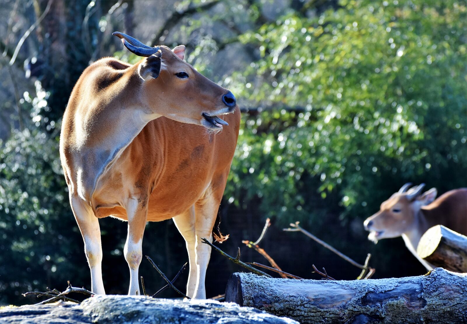 Nikon D7200 sample photo. Banteng, beef, wild photography