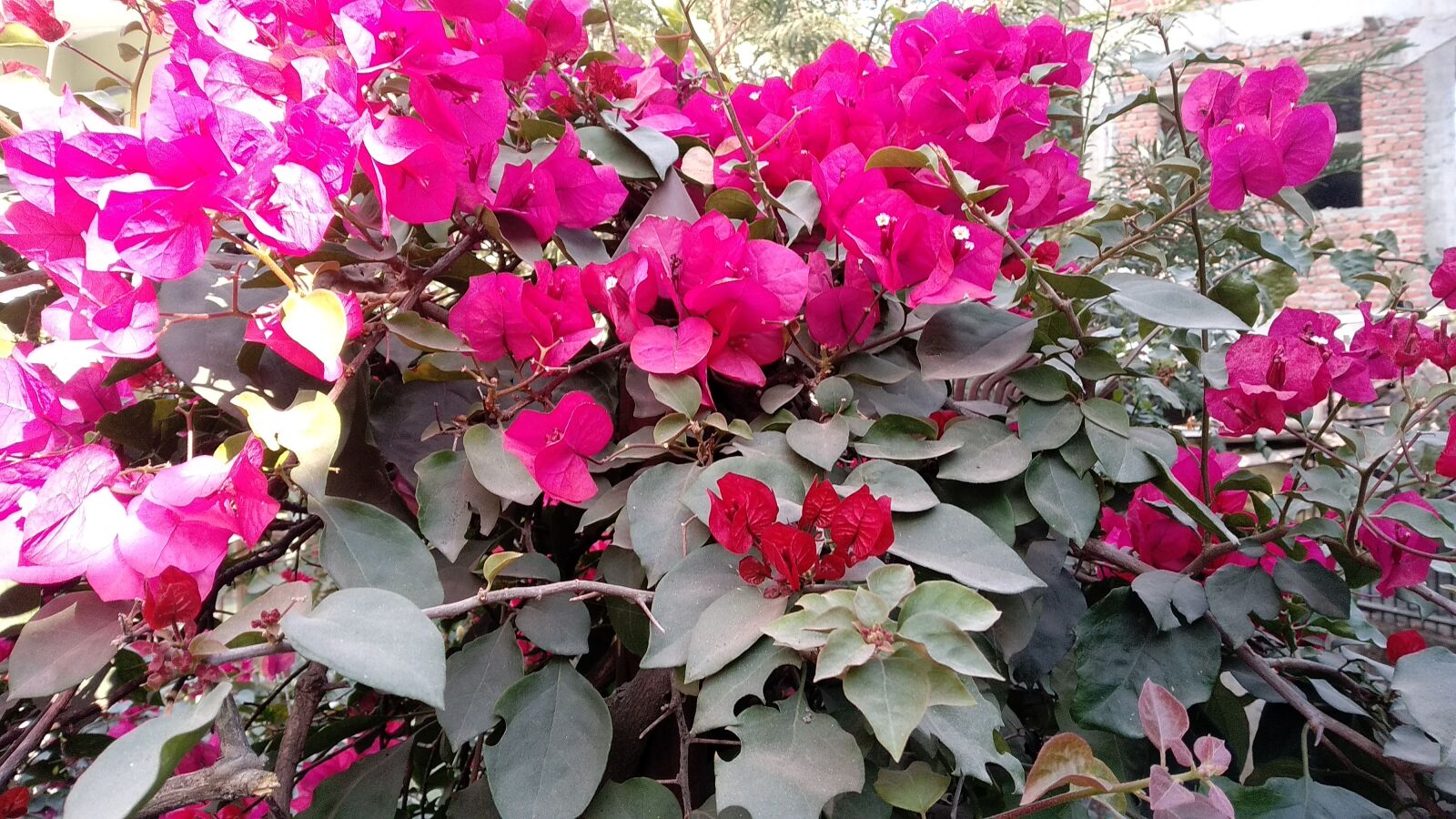 Xiaomi Redmi 5 Plus sample photo. Flower, green, leaf photography