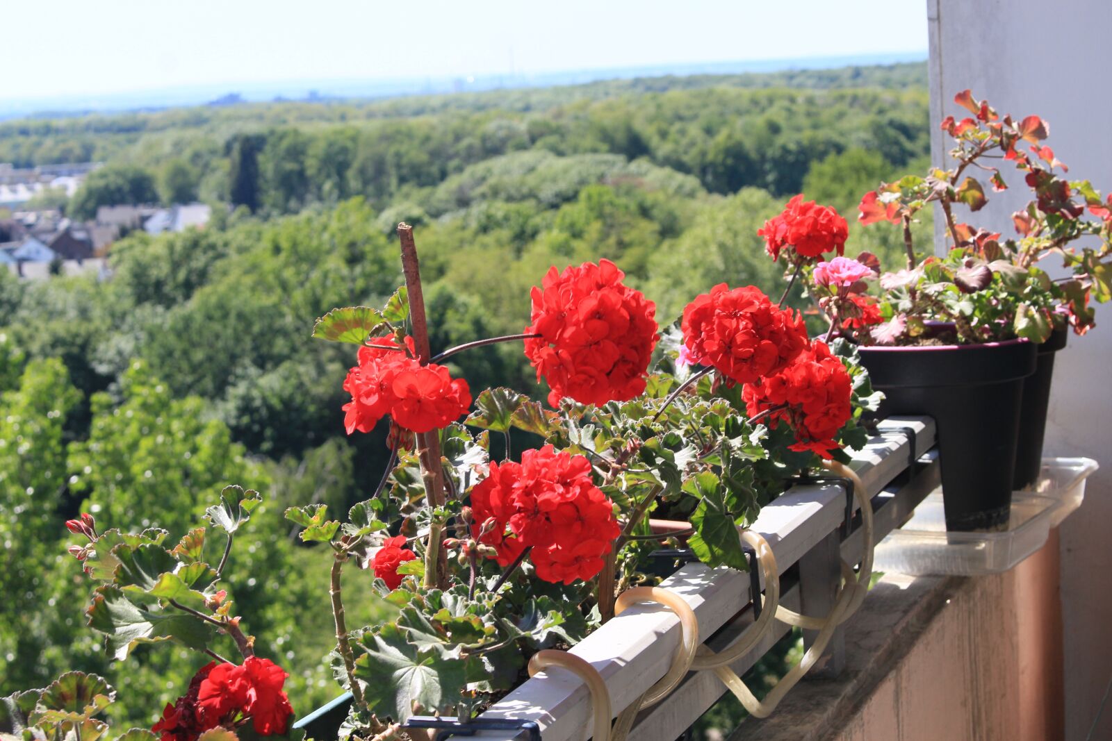 Canon EOS 700D (EOS Rebel T5i / EOS Kiss X7i) sample photo. цветы, лес, природа photography