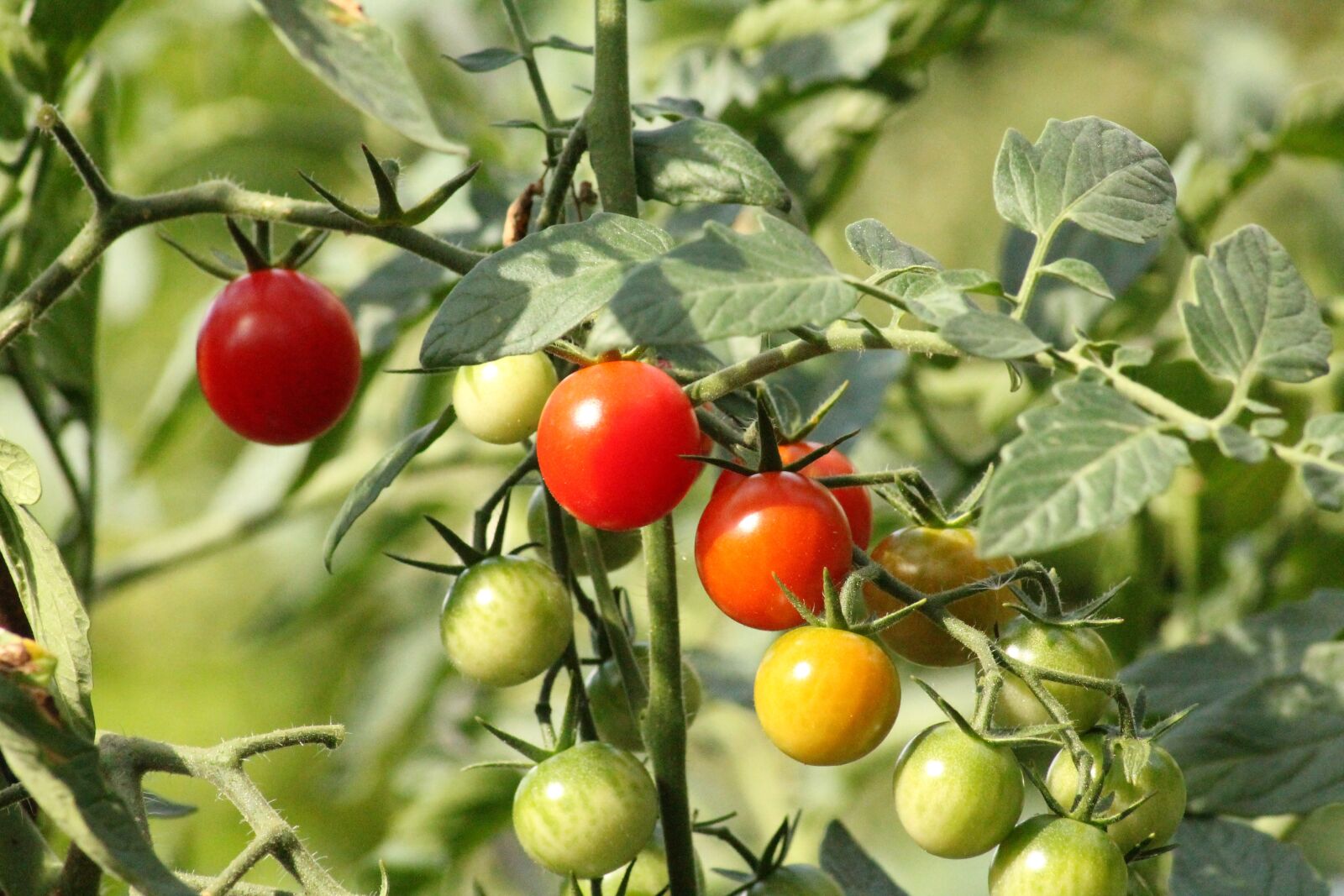 Canon EOS 1100D (EOS Rebel T3 / EOS Kiss X50) sample photo. Tomatoes, garden, flavor photography
