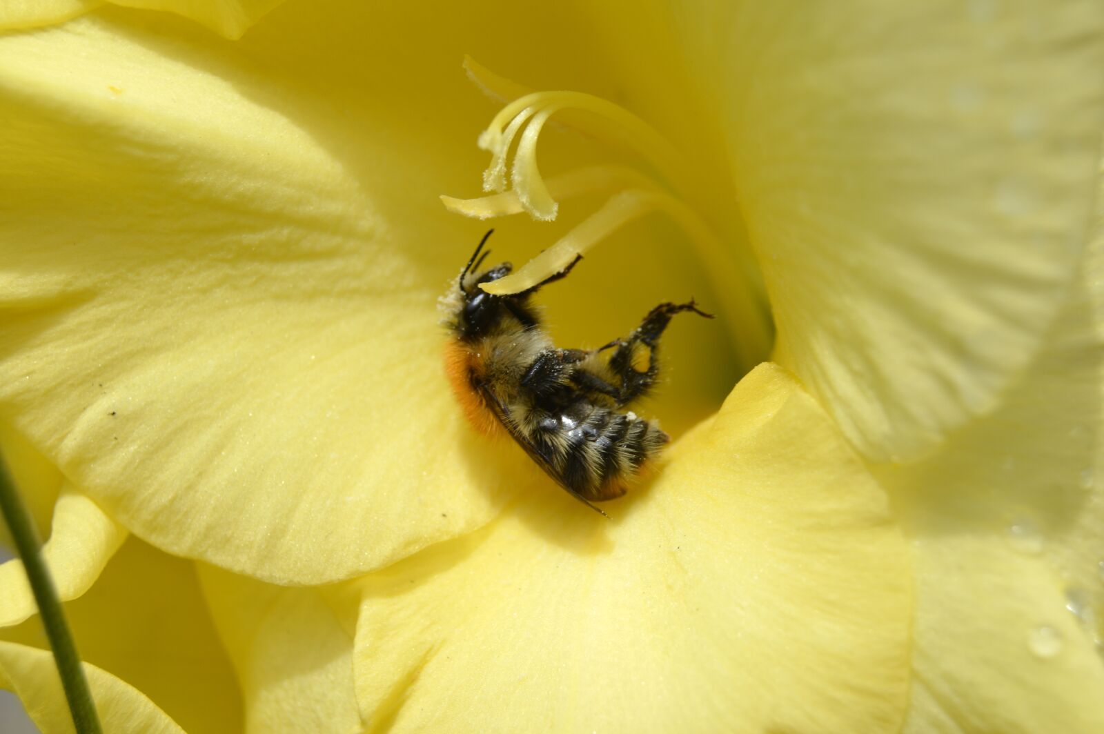 Nikon D3200 sample photo. Flower, bee, summer photography