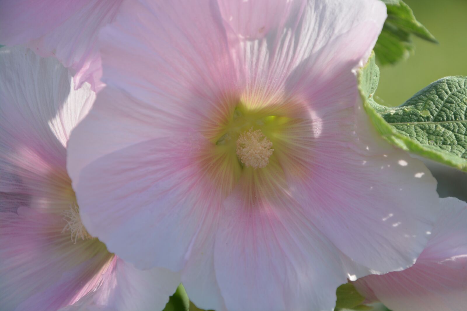 Nikon D5200 sample photo. Pink flower, garden, nature photography