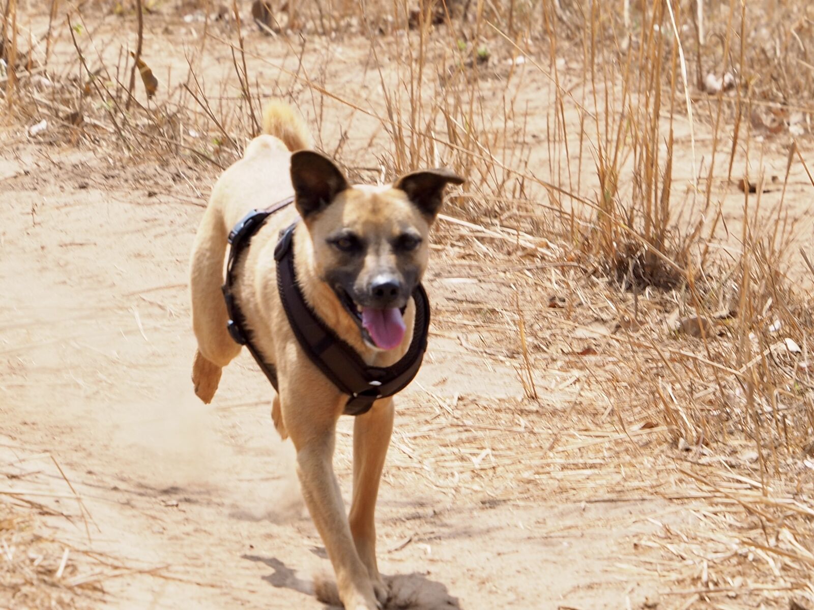 Olympus OM-D E-M10 II sample photo. Dog, run, sprint photography