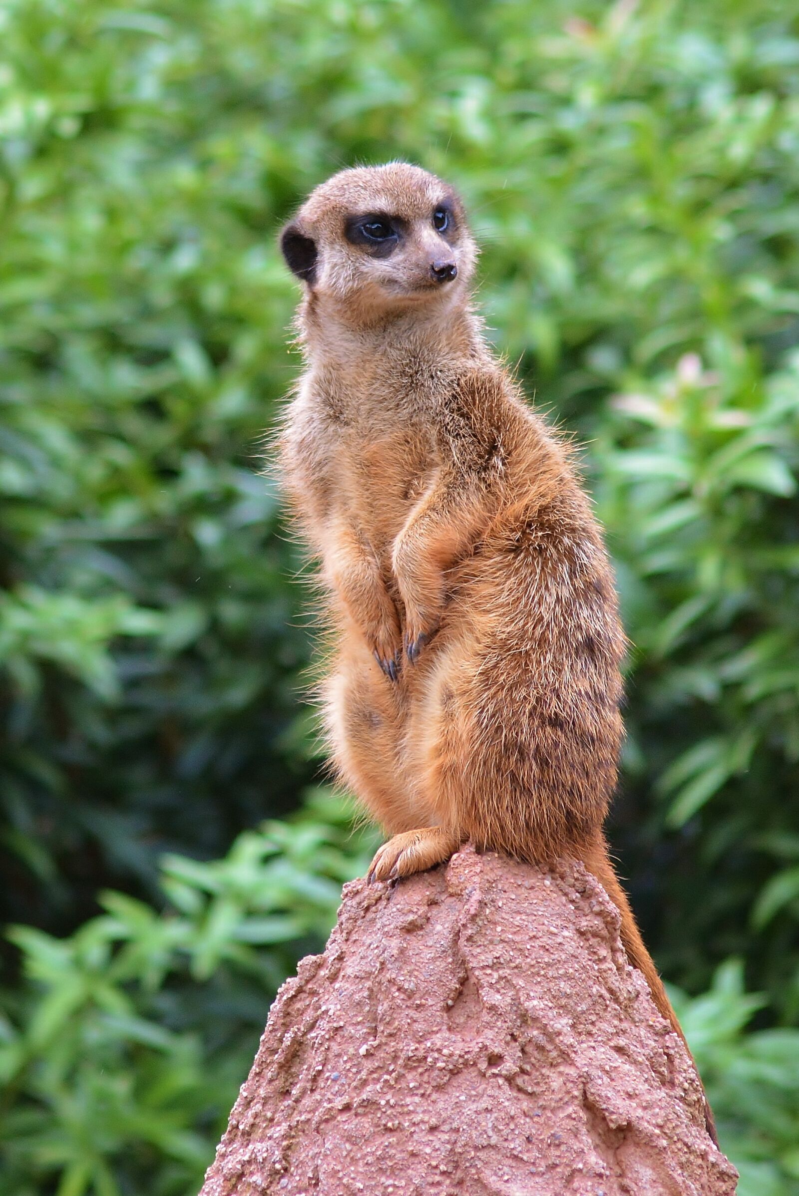 Nikon D5200 sample photo. Animal world, zoo, meerkat photography