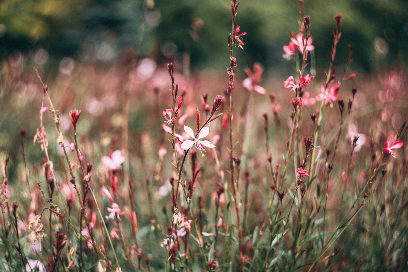 Canon EOS 6D sample photo. Nature, autumn, blooms photography