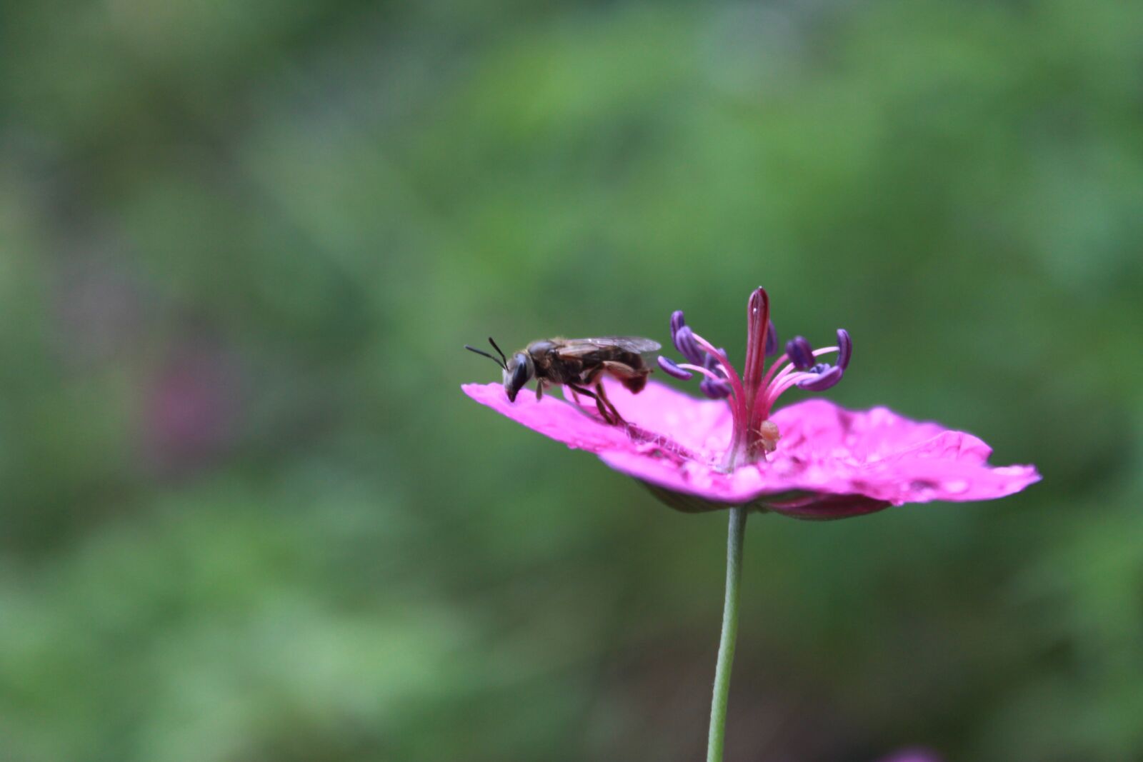 Canon EOS 500D (EOS Rebel T1i / EOS Kiss X3) sample photo. Flowers, bee, nature photography