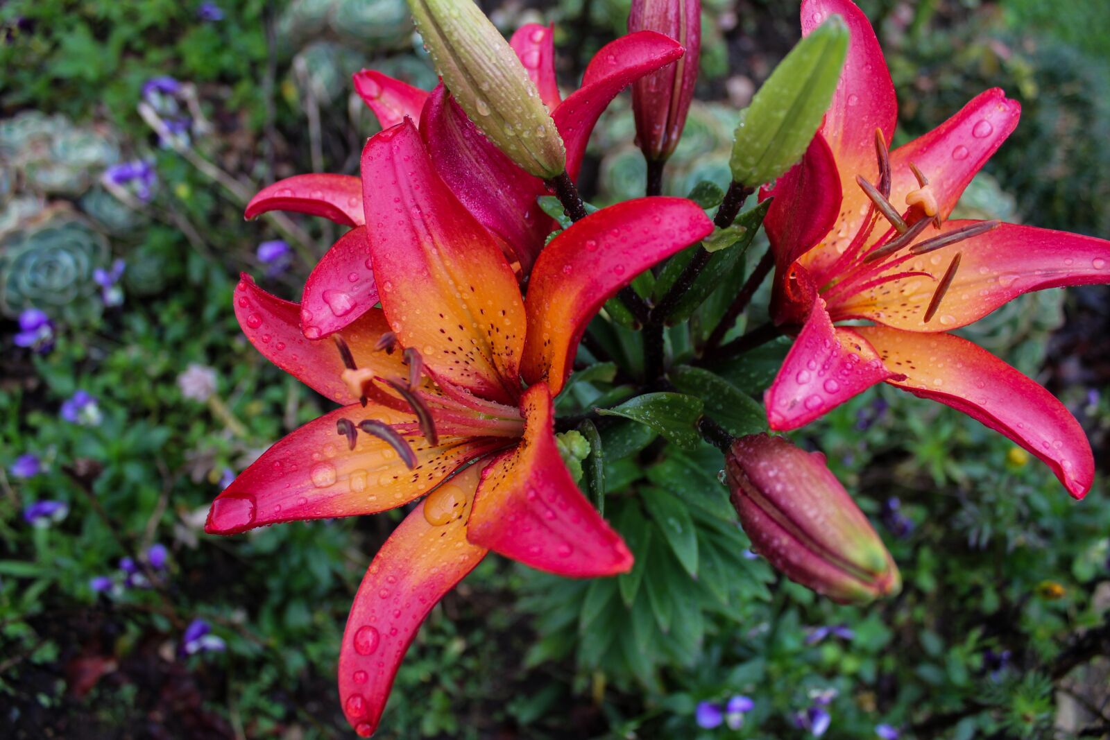 Canon EOS 1300D (EOS Rebel T6 / EOS Kiss X80) sample photo. Lily, flower, field photography