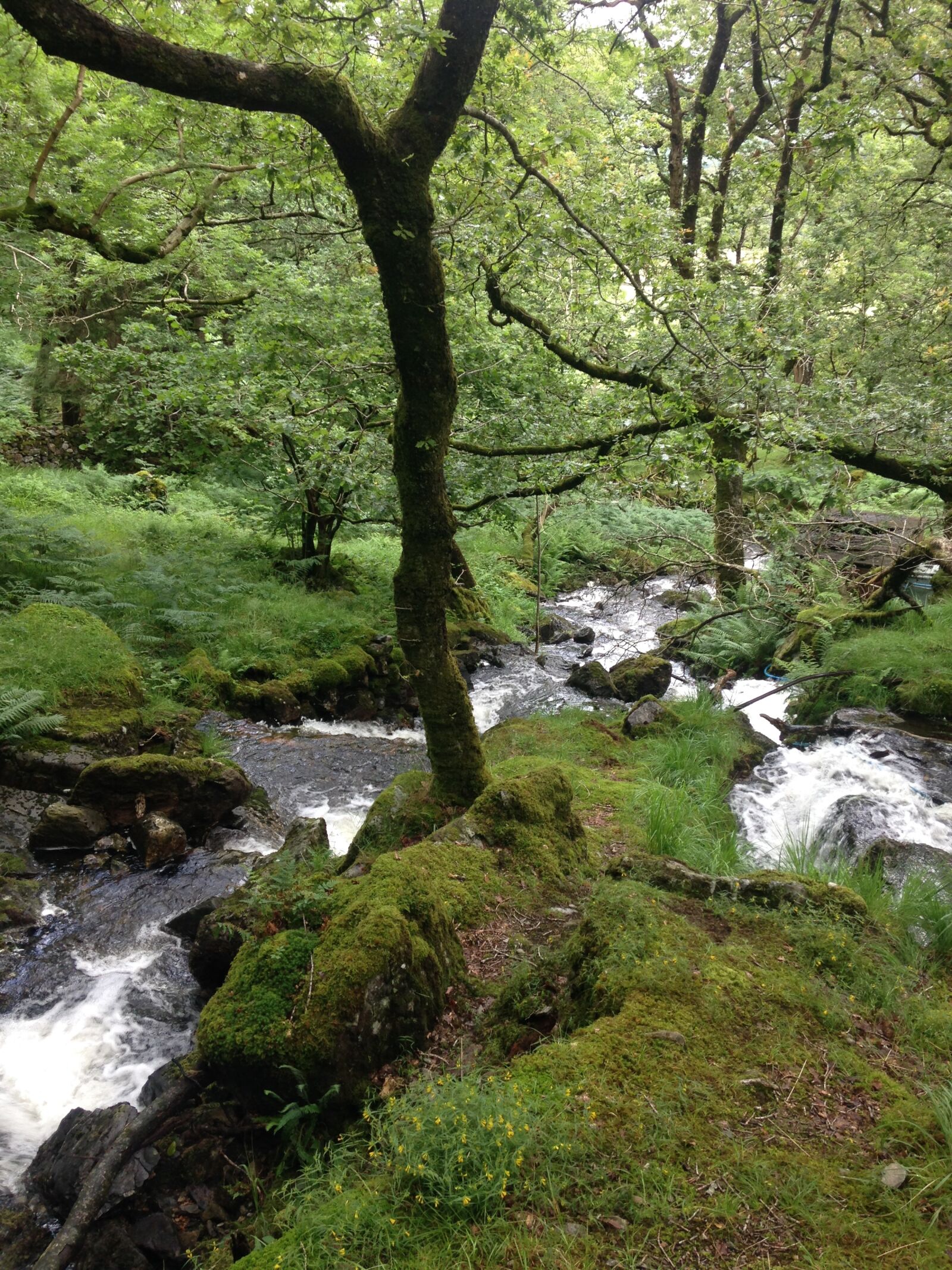 iPhone 5c back camera 4.12mm f/2.4 sample photo. Beautiful, rural, stream photography