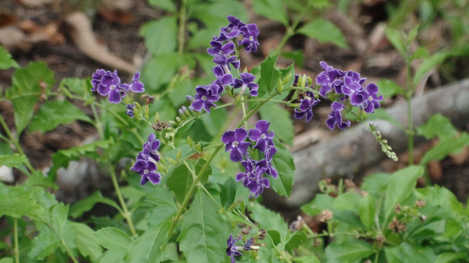 Samsung WB350F/WB351F/WB352F sample photo. Garden, purple, nature photography